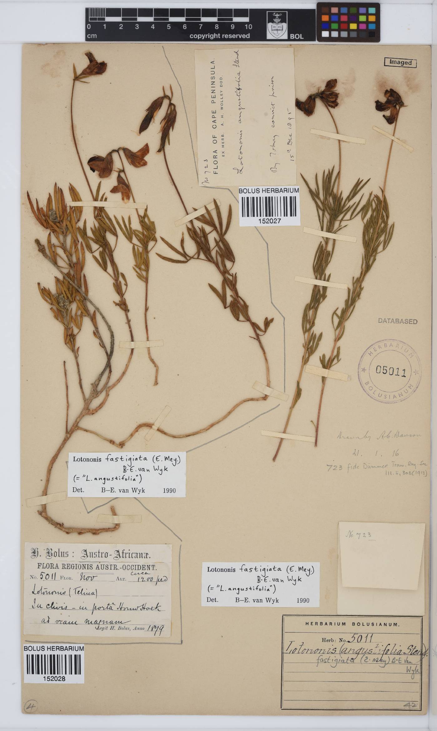 Lotononis fastigiata image