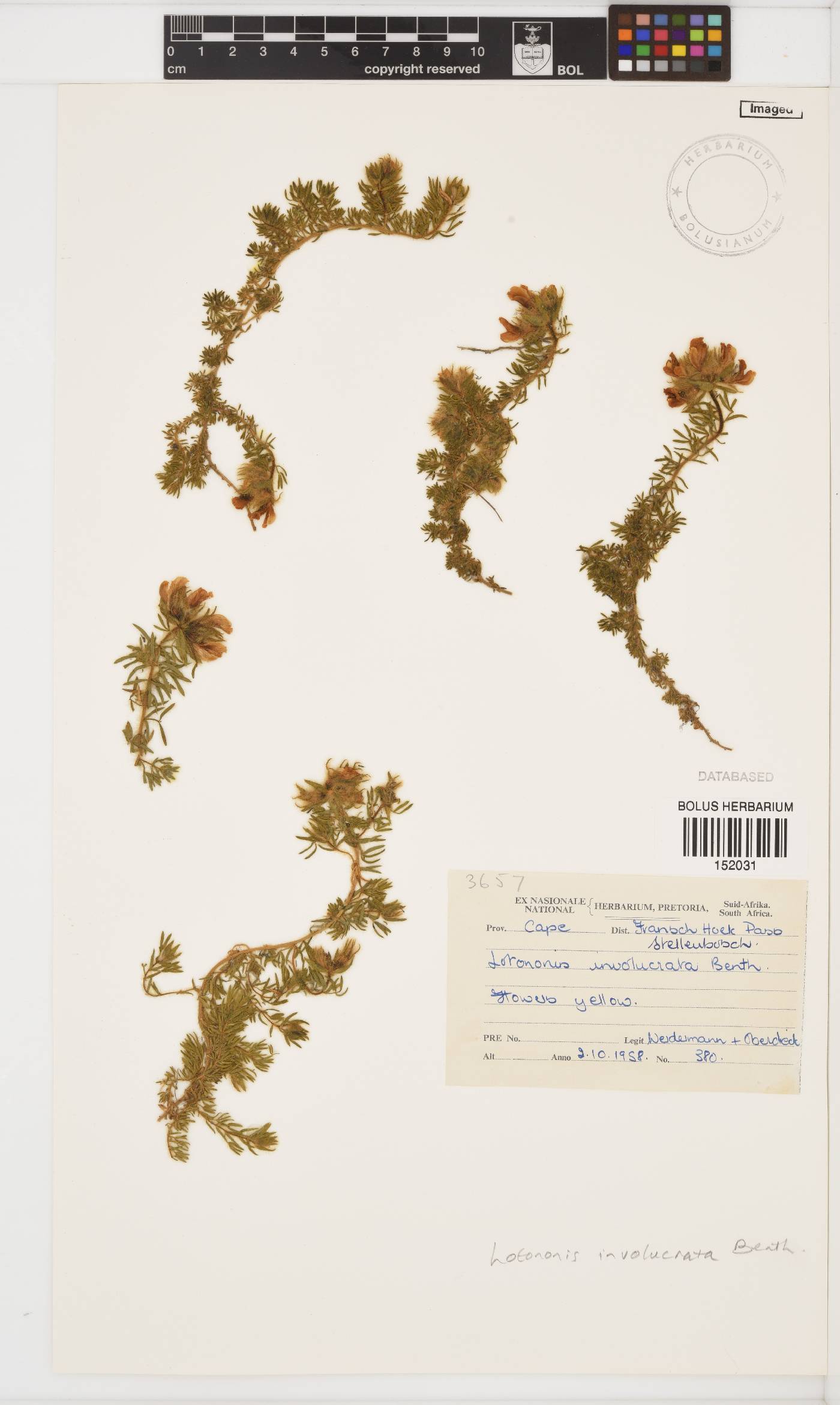 Lotononis involucrata image