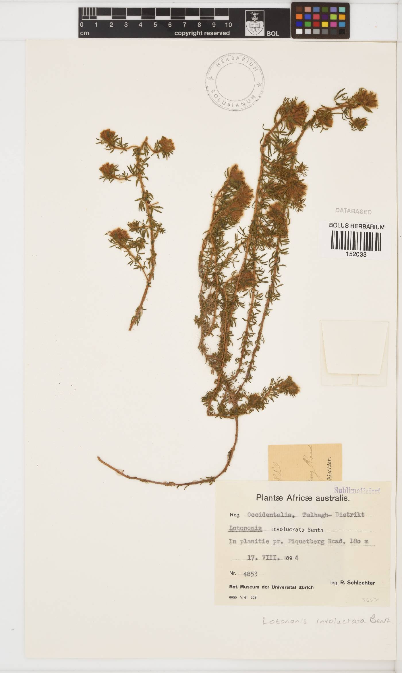 Lotononis image