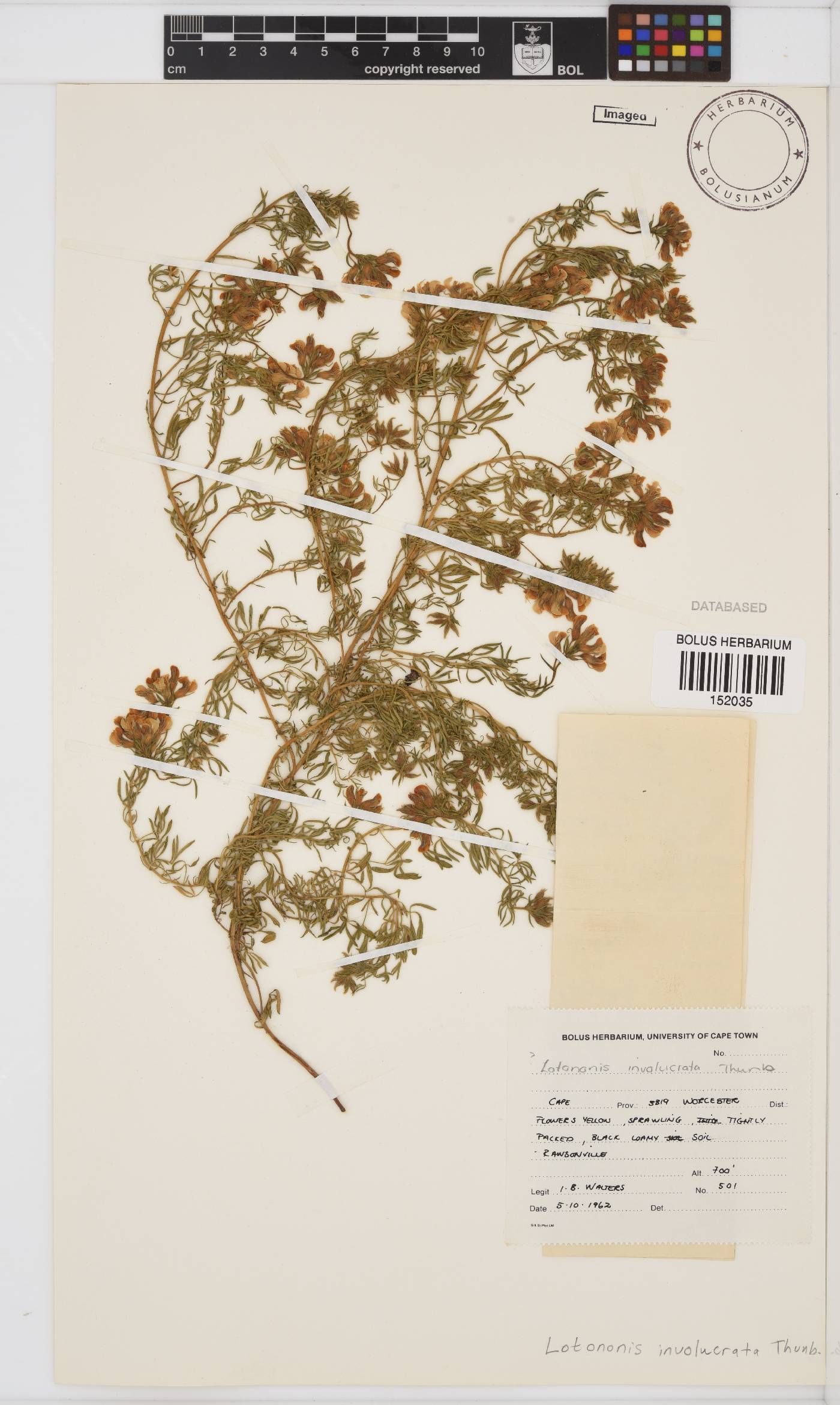 Lotononis involucrata image