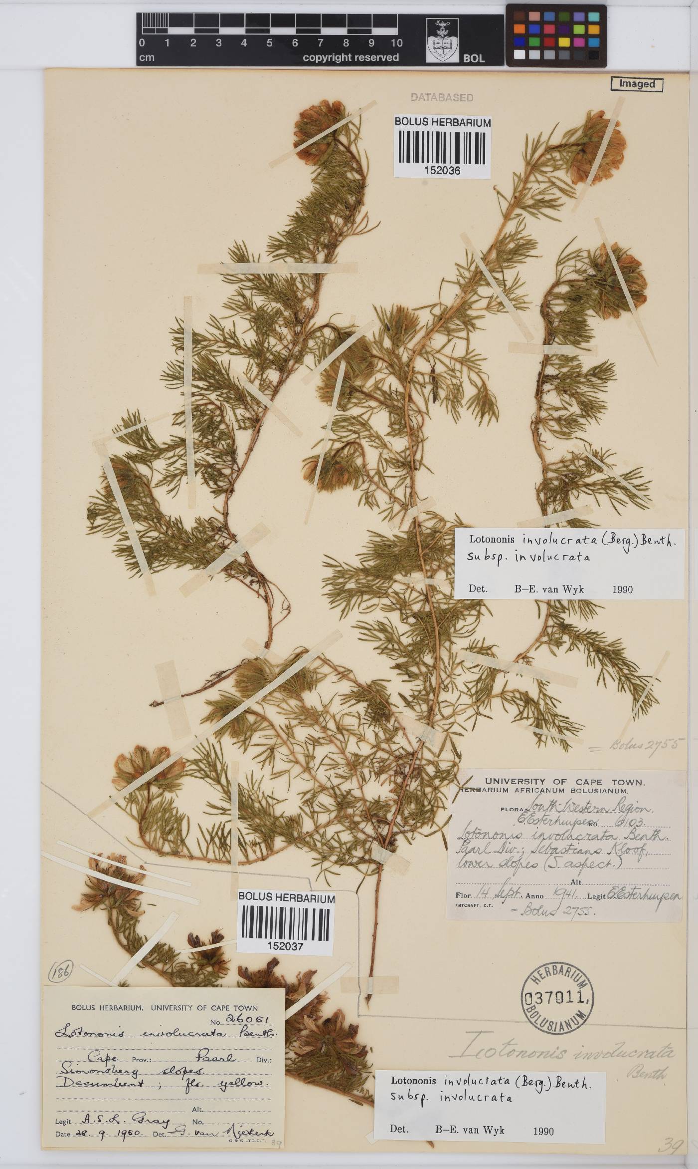 Lotononis involucrata subsp. involucrata image