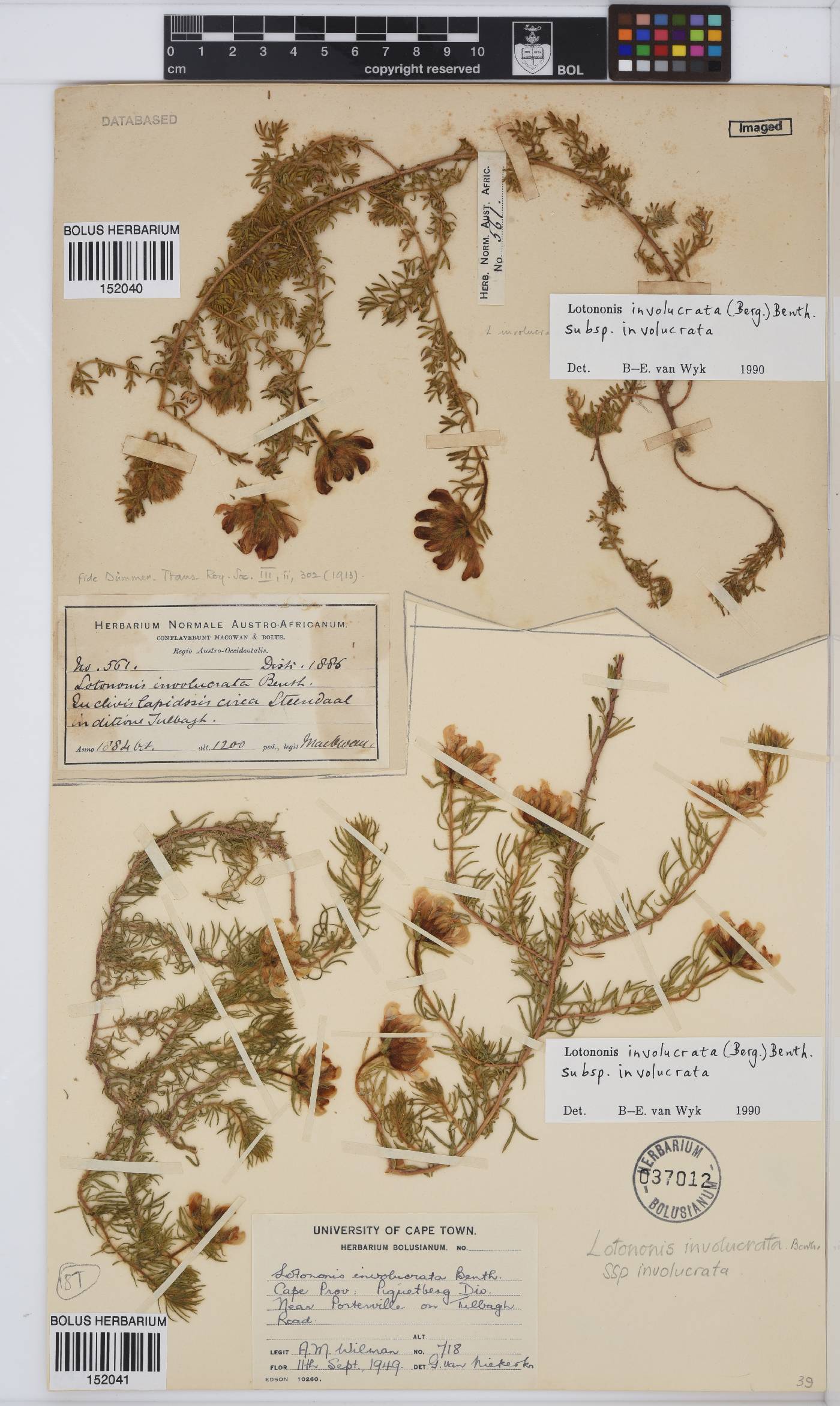 Lotononis image