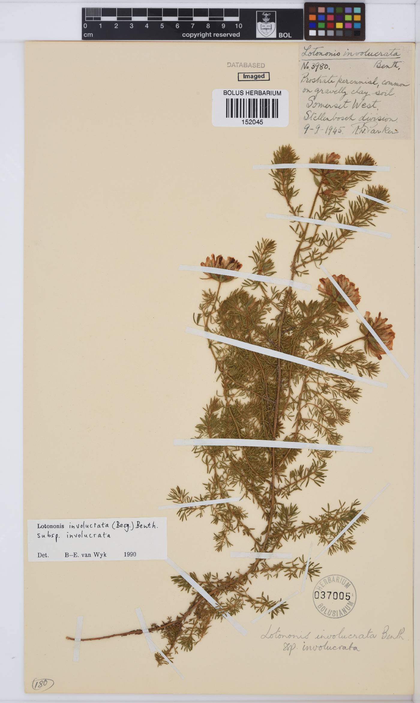 Lotononis involucrata subsp. involucrata image