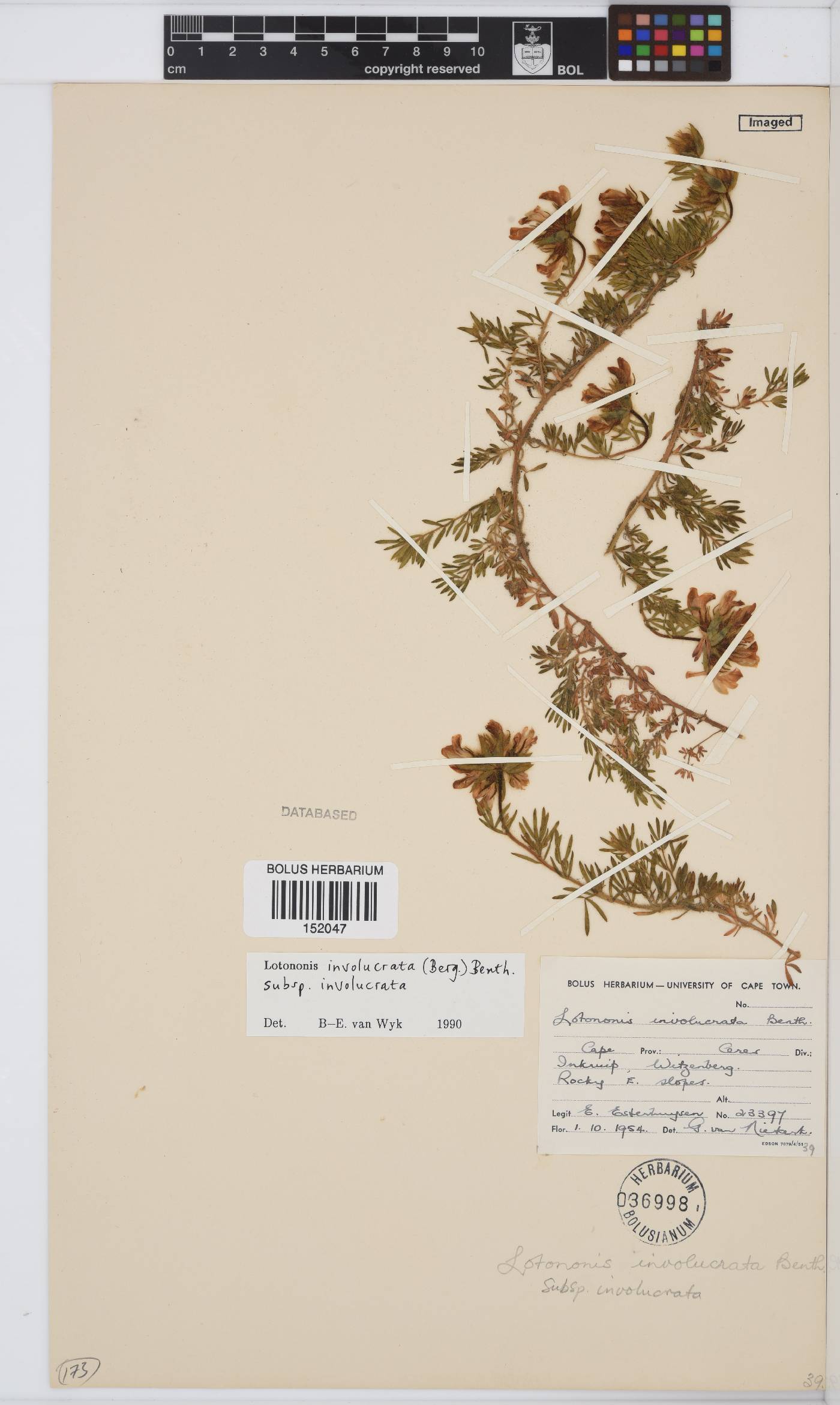 Lotononis involucrata subsp. involucrata image