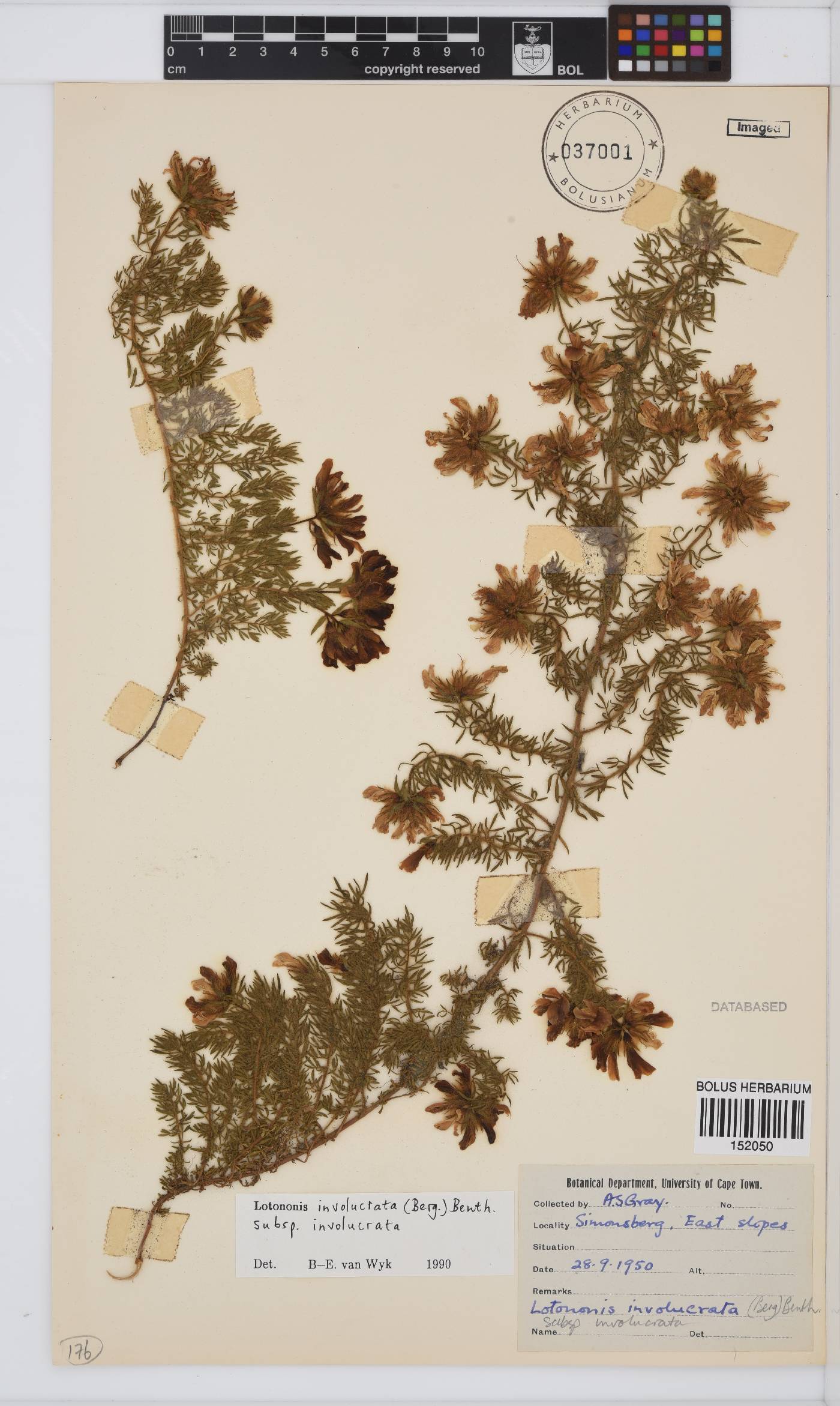 Lotononis involucrata subsp. involucrata image