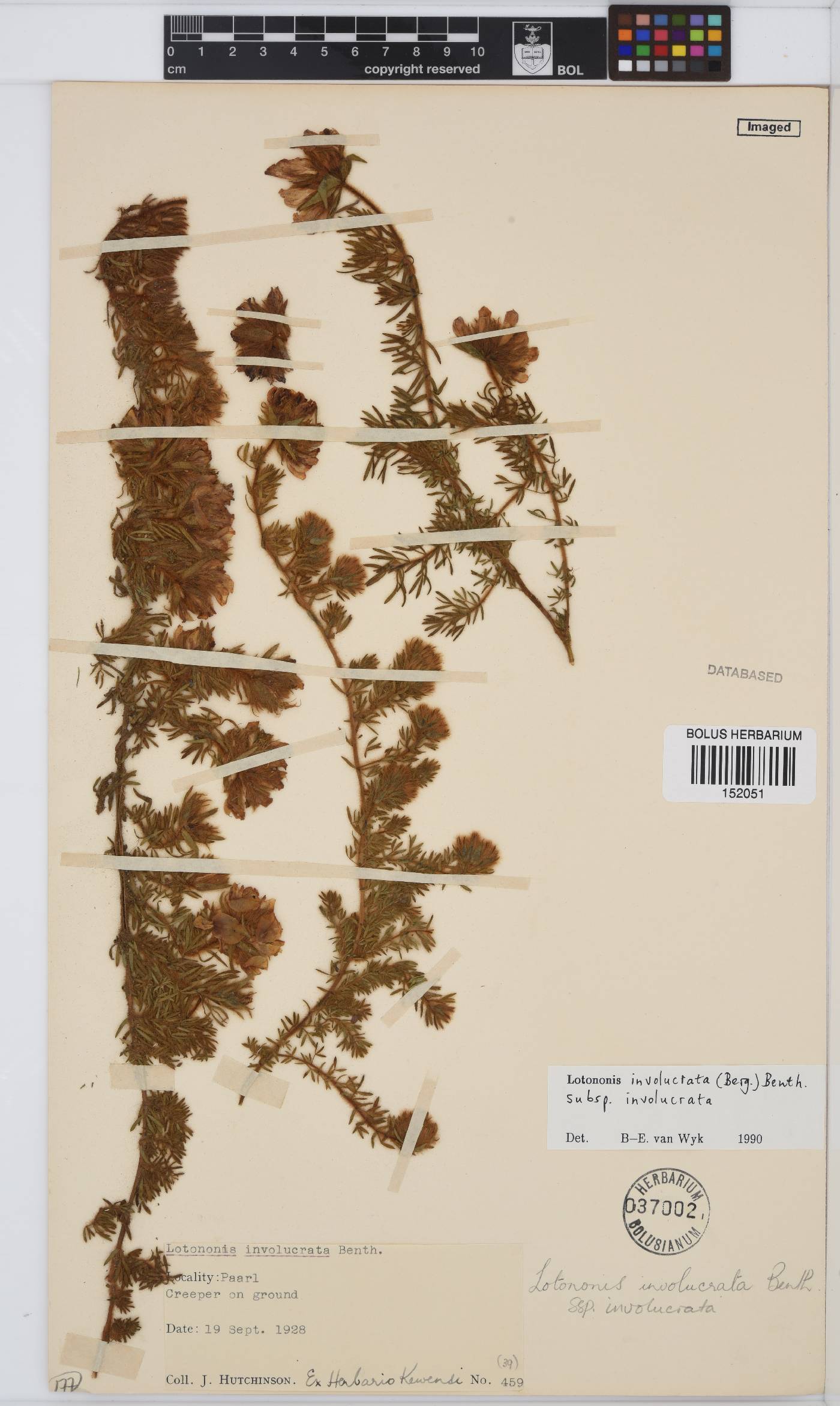 Lotononis involucrata subsp. involucrata image