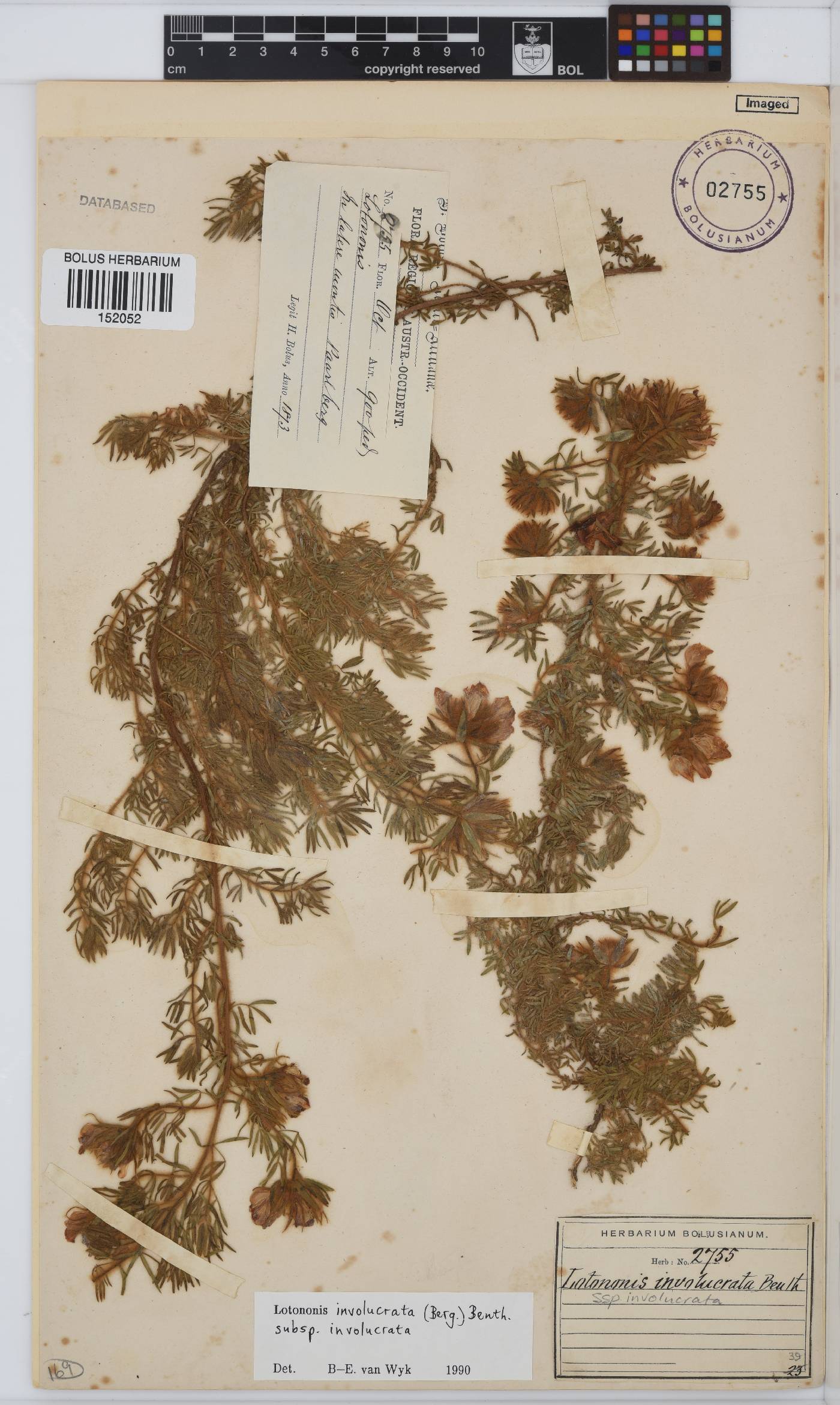 Lotononis involucrata subsp. involucrata image