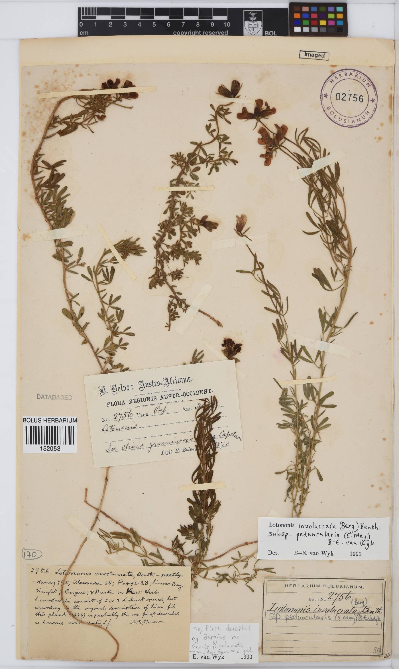 Lotononis involucrata image