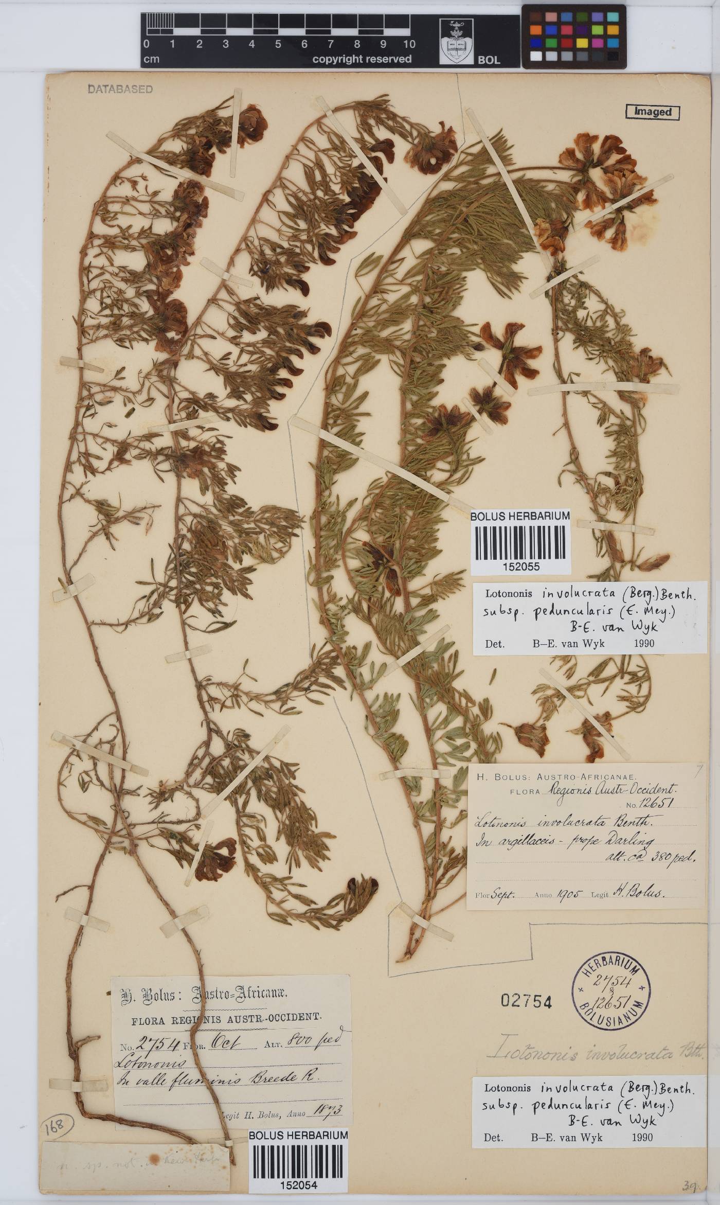 Lotononis involucrata image