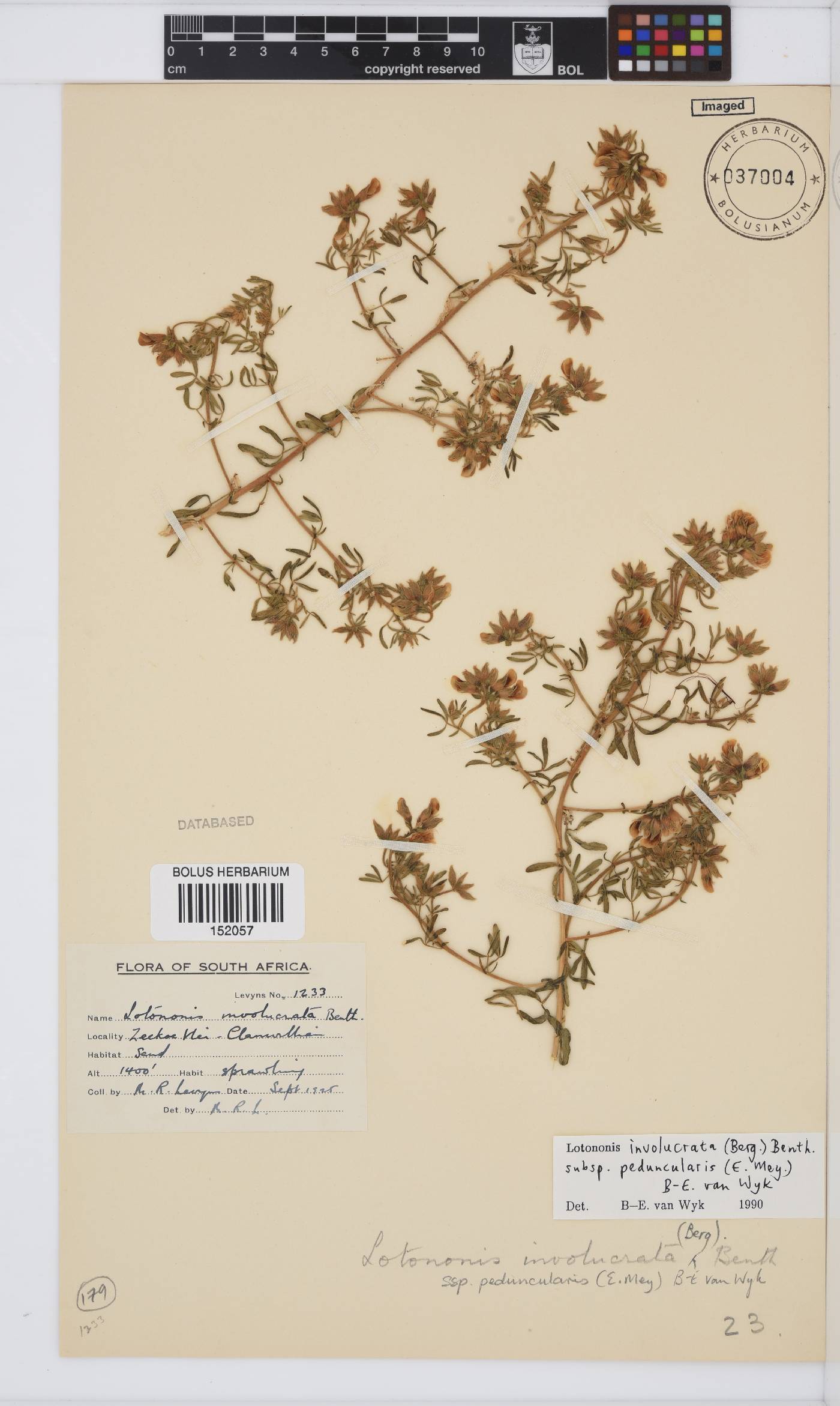 Lotononis involucrata image