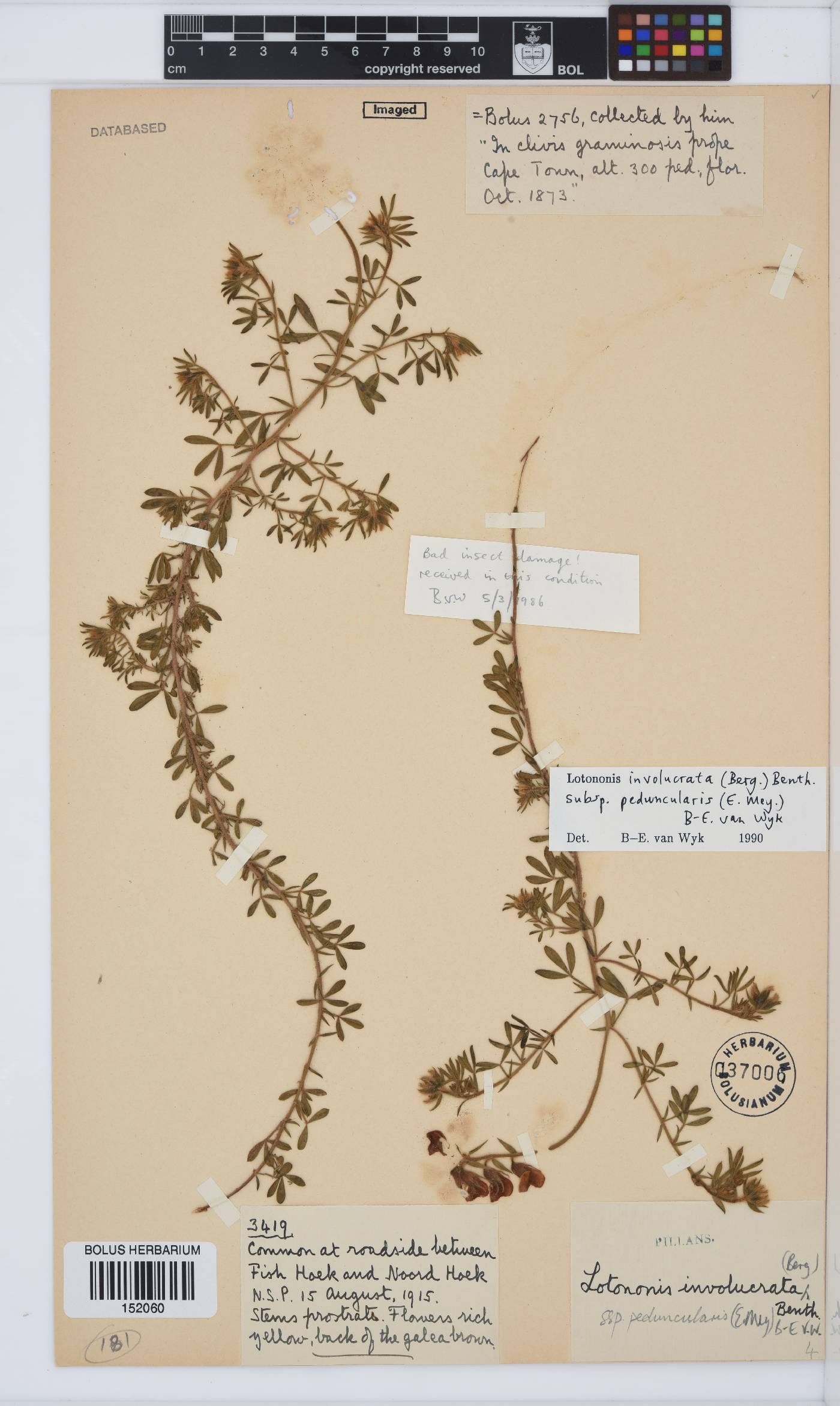 Lotononis involucrata image