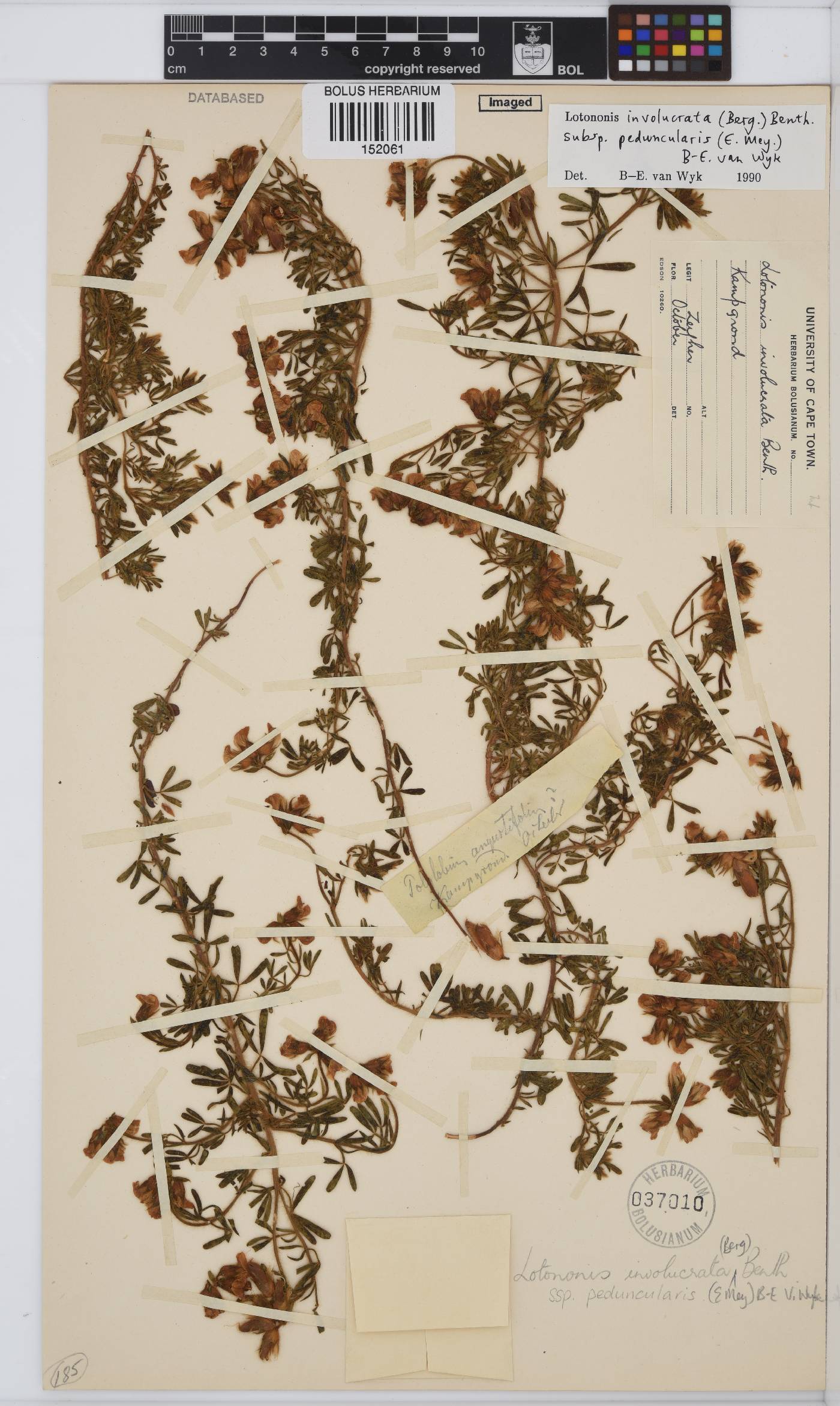 Lotononis involucrata subsp. peduncularis image