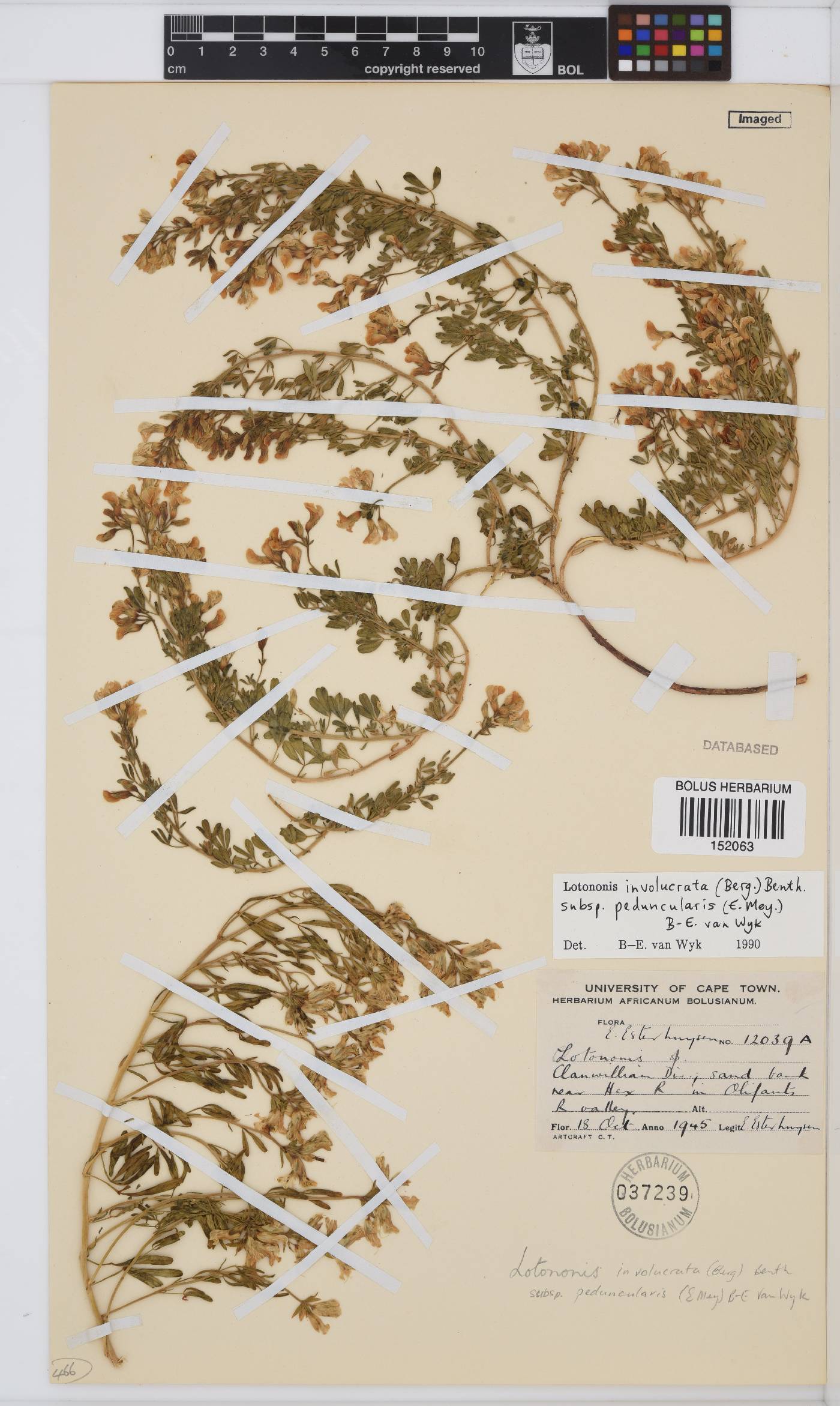 Lotononis image