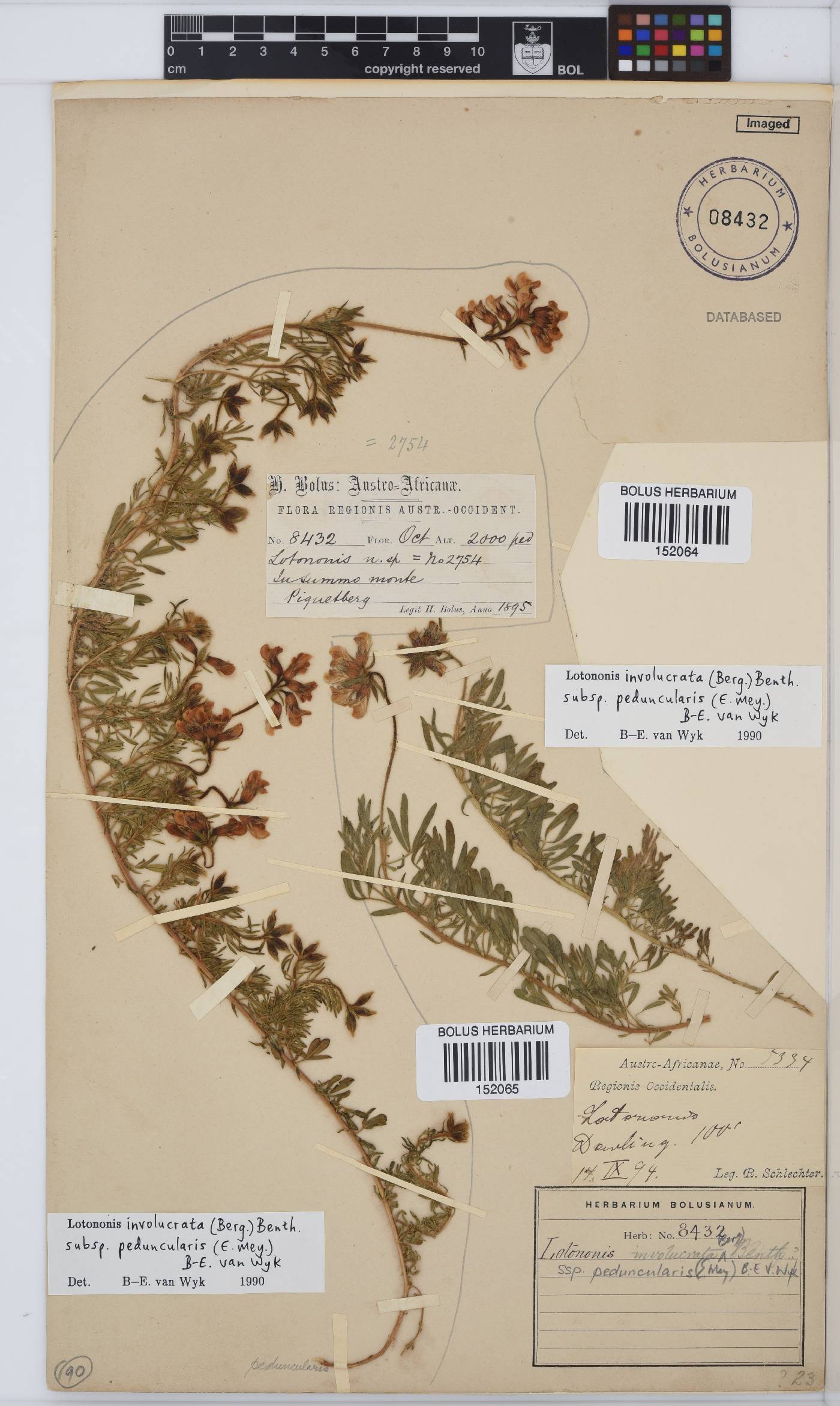 Lotononis involucrata image