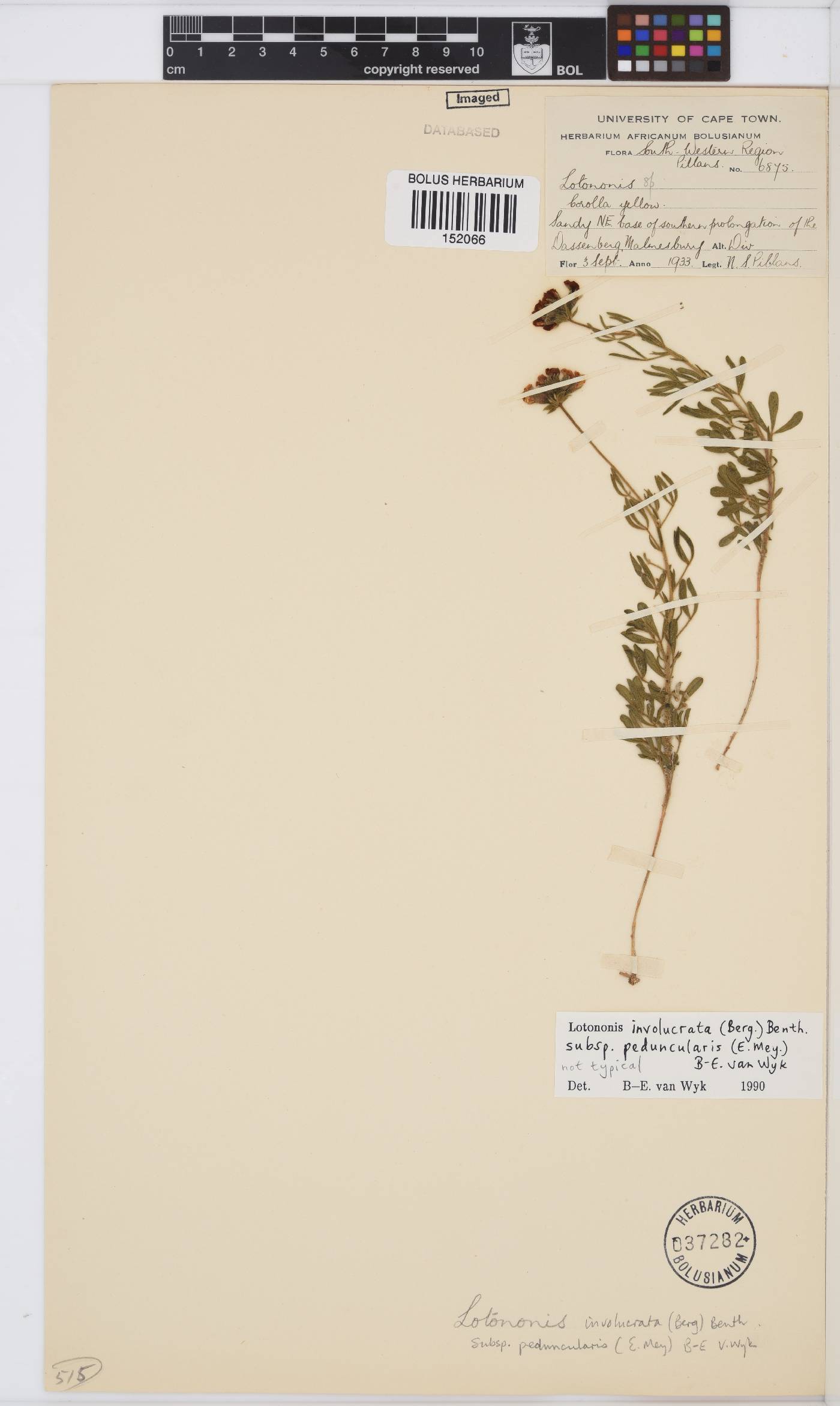 Lotononis involucrata subsp. peduncularis image