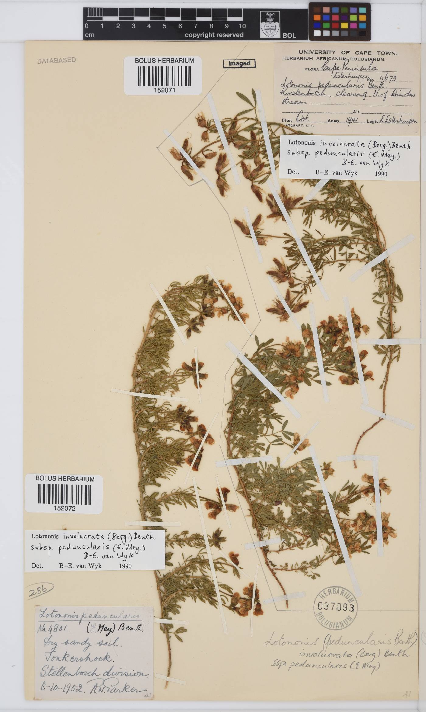 Lotononis involucrata subsp. peduncularis image