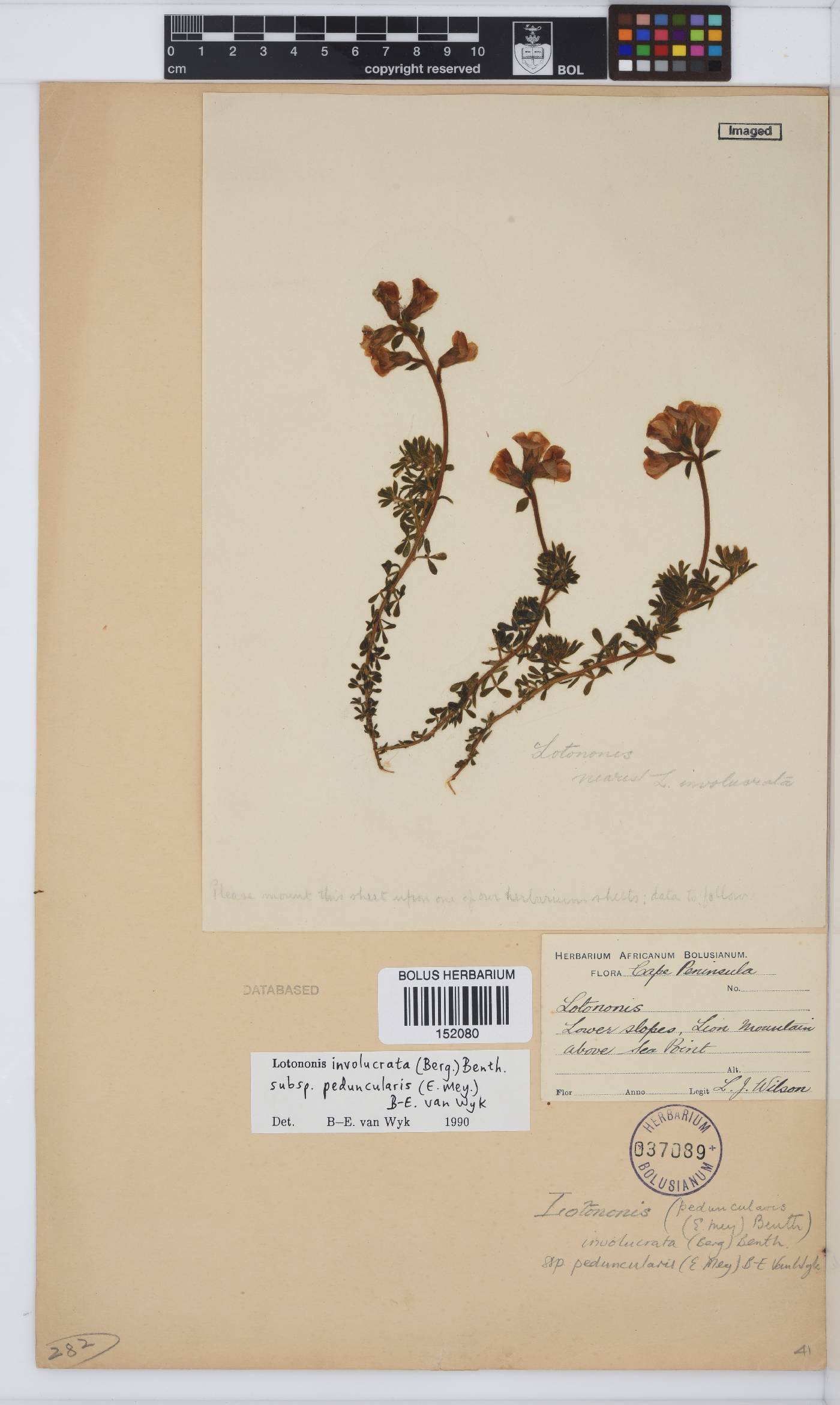 Lotononis involucrata subsp. peduncularis image