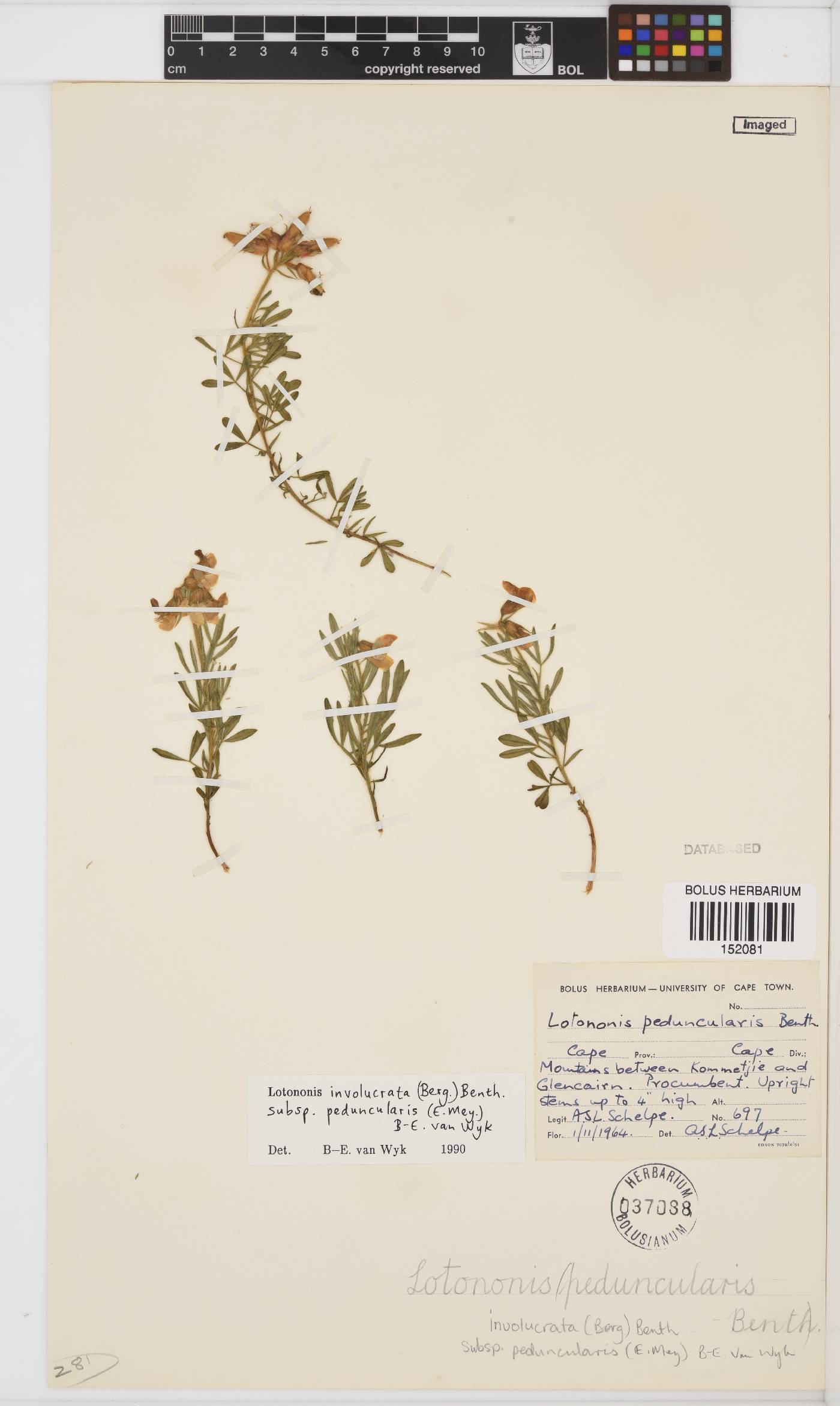 Lotononis involucrata subsp. peduncularis image