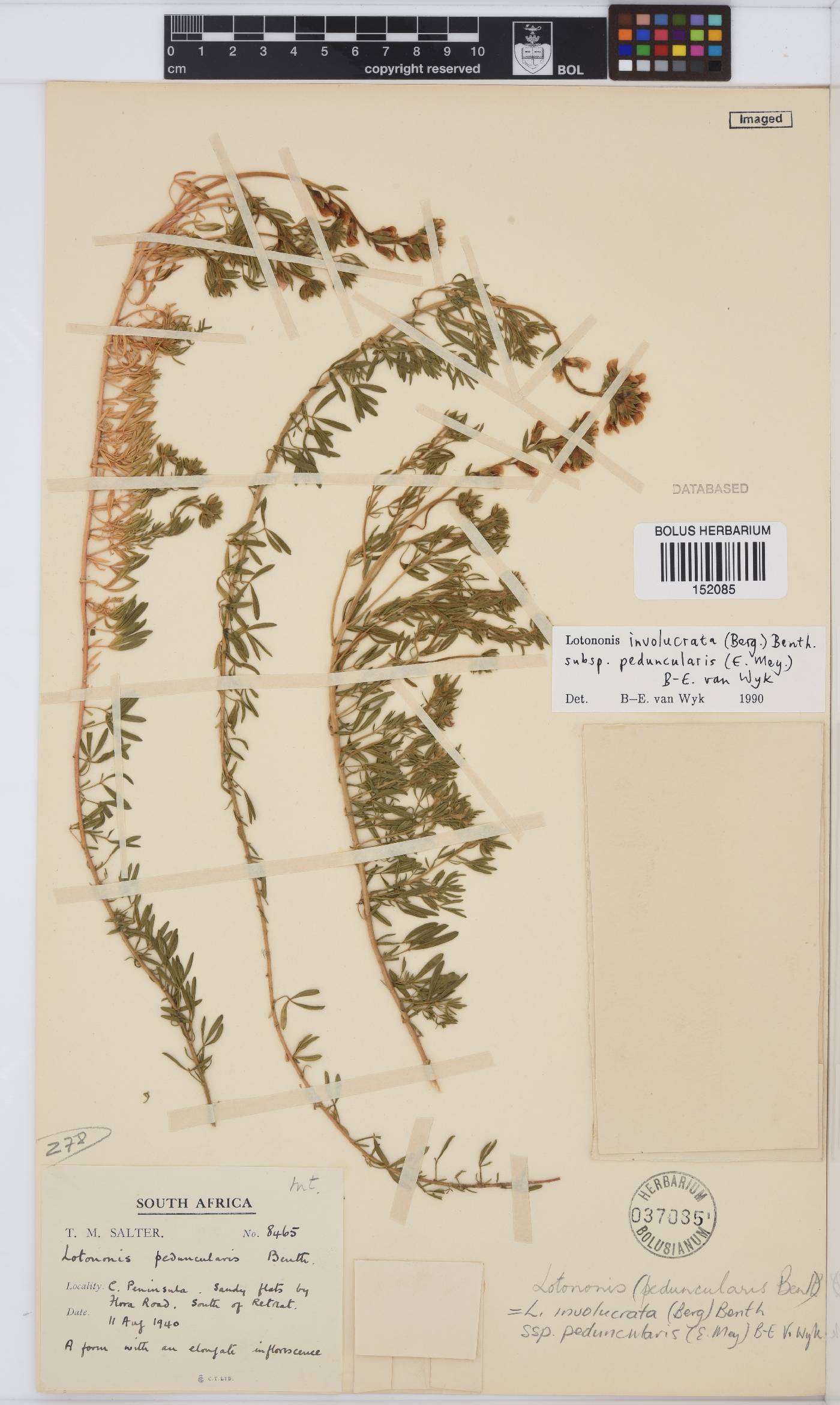 Lotononis involucrata image