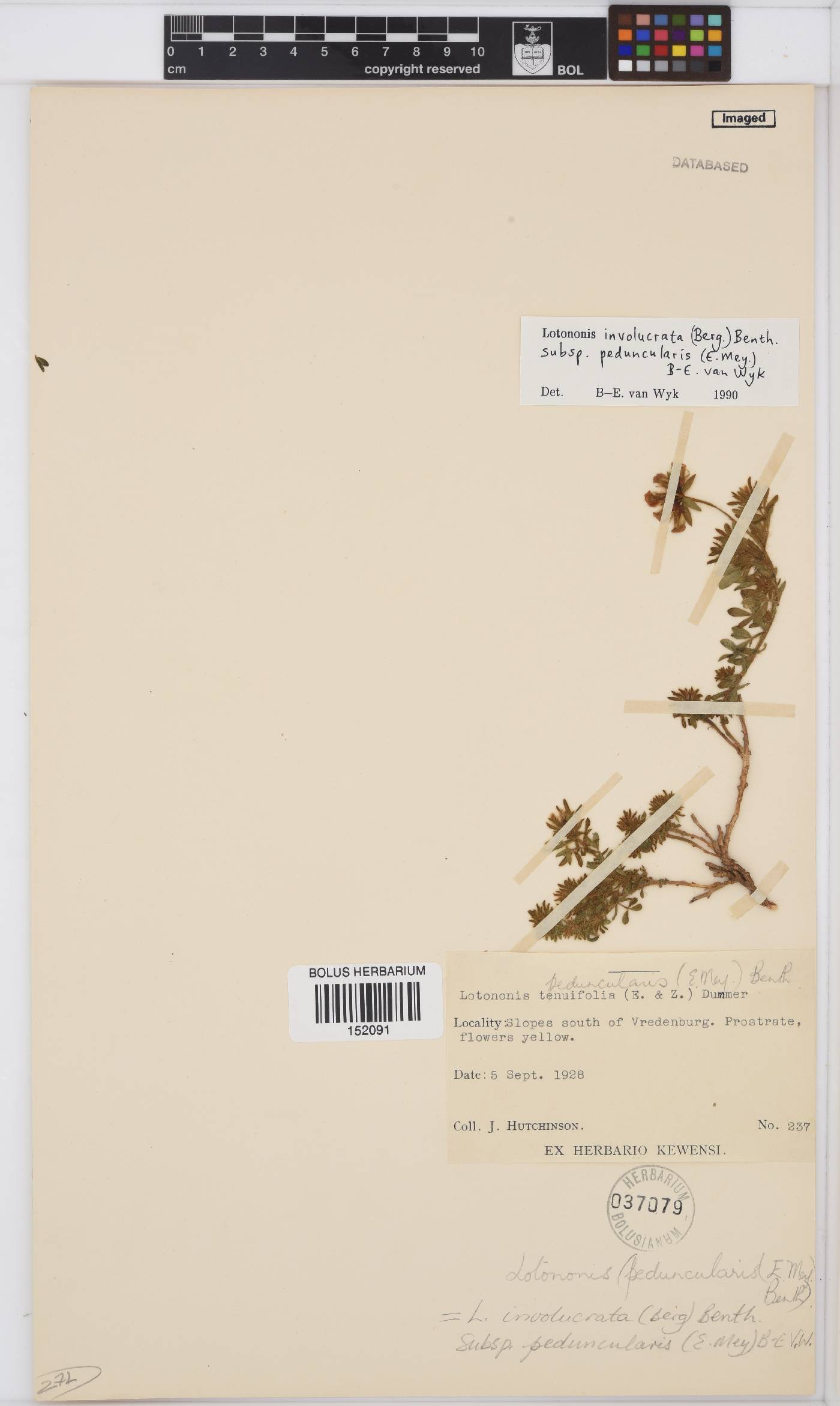 Lotononis involucrata image