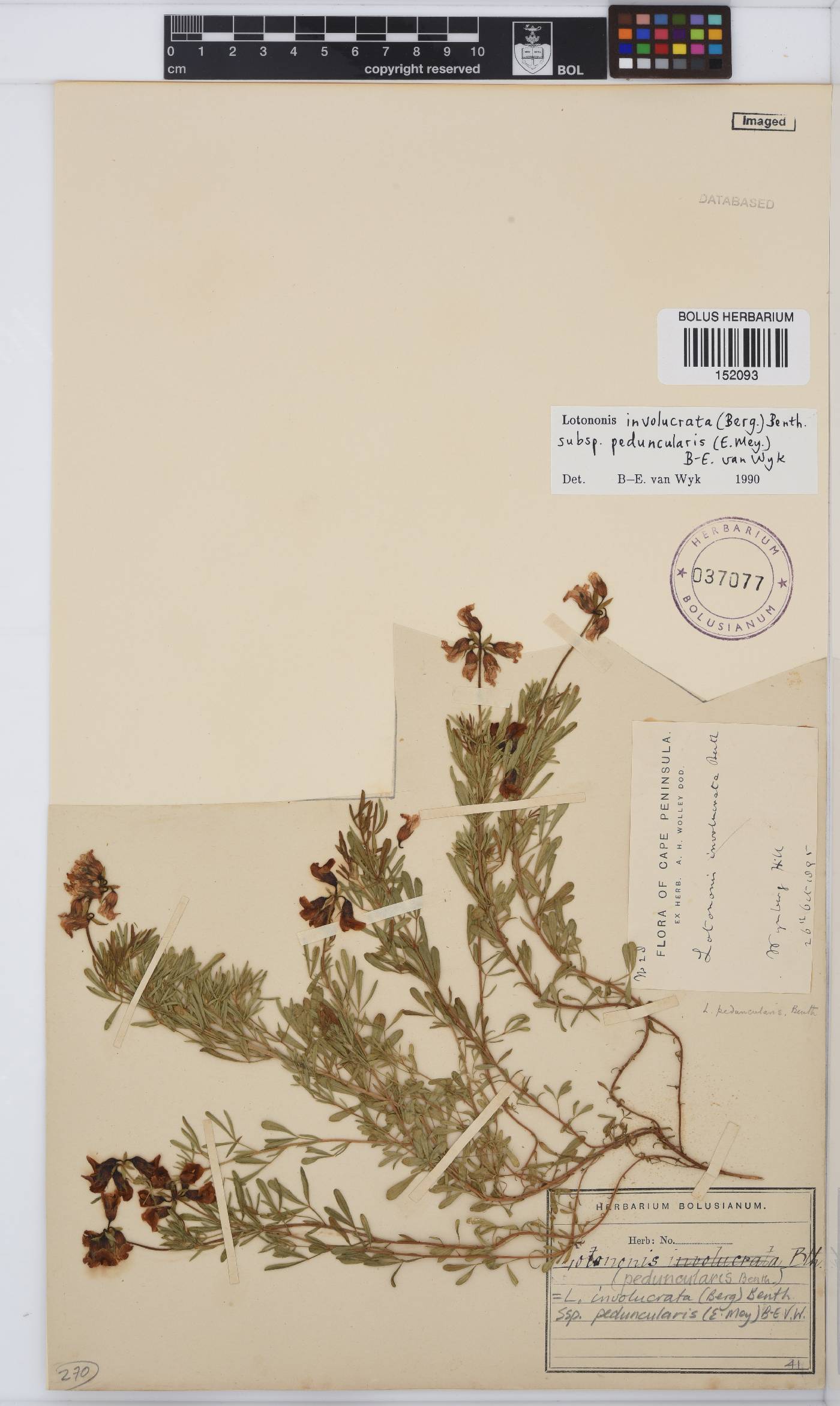 Lotononis involucrata image