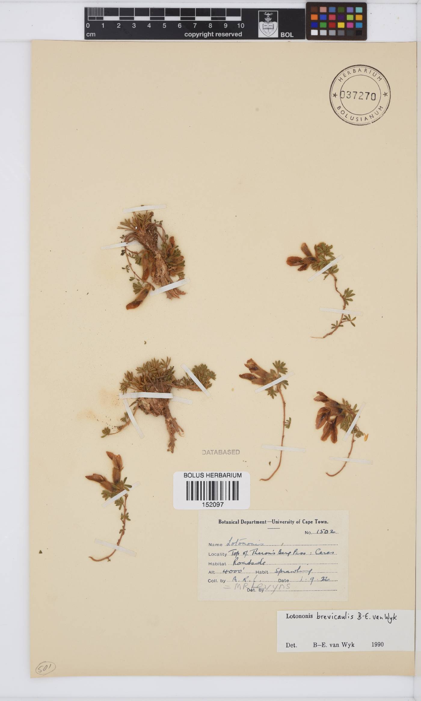 Lotononis brevicaulis image