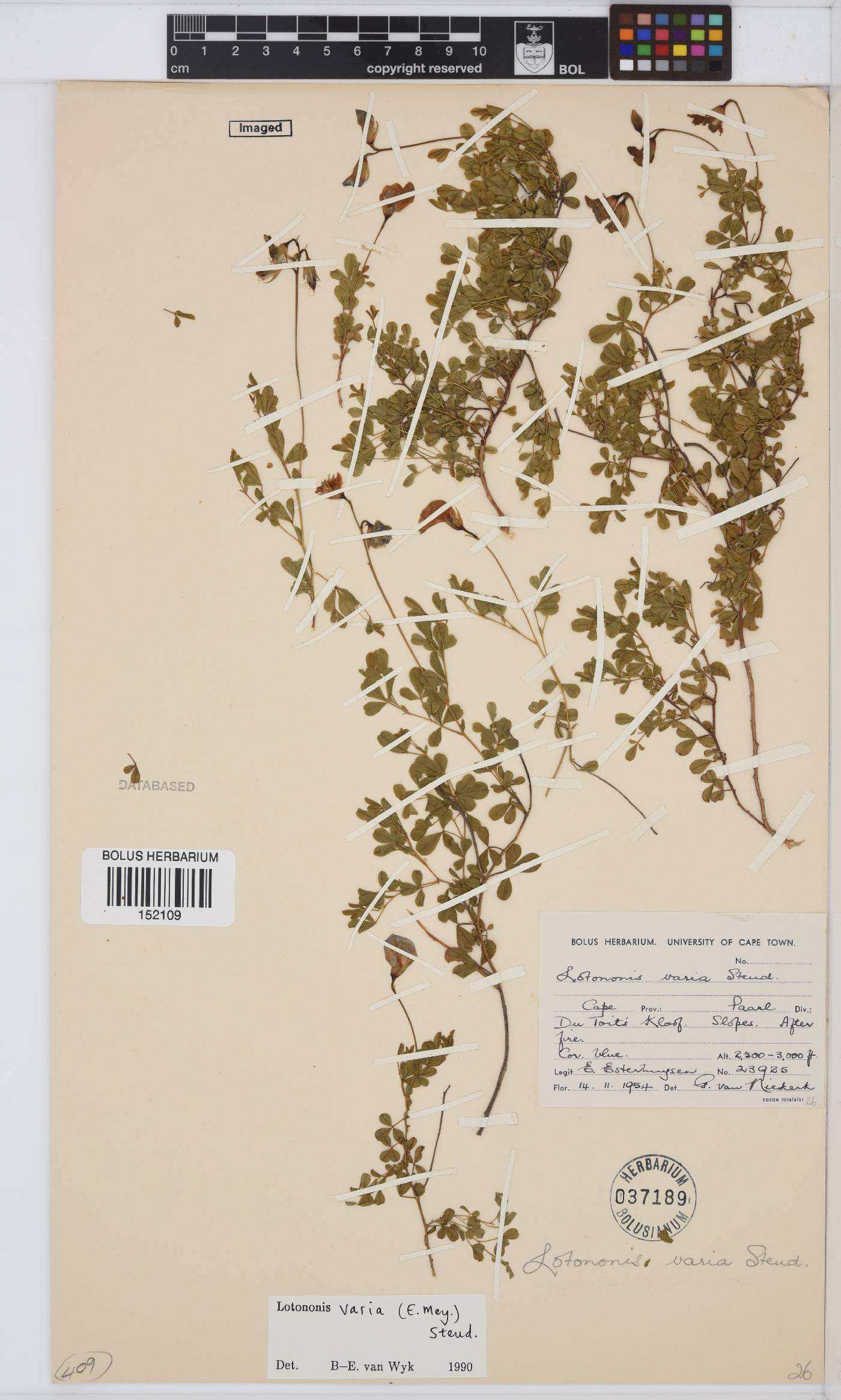 Lotononis varia image