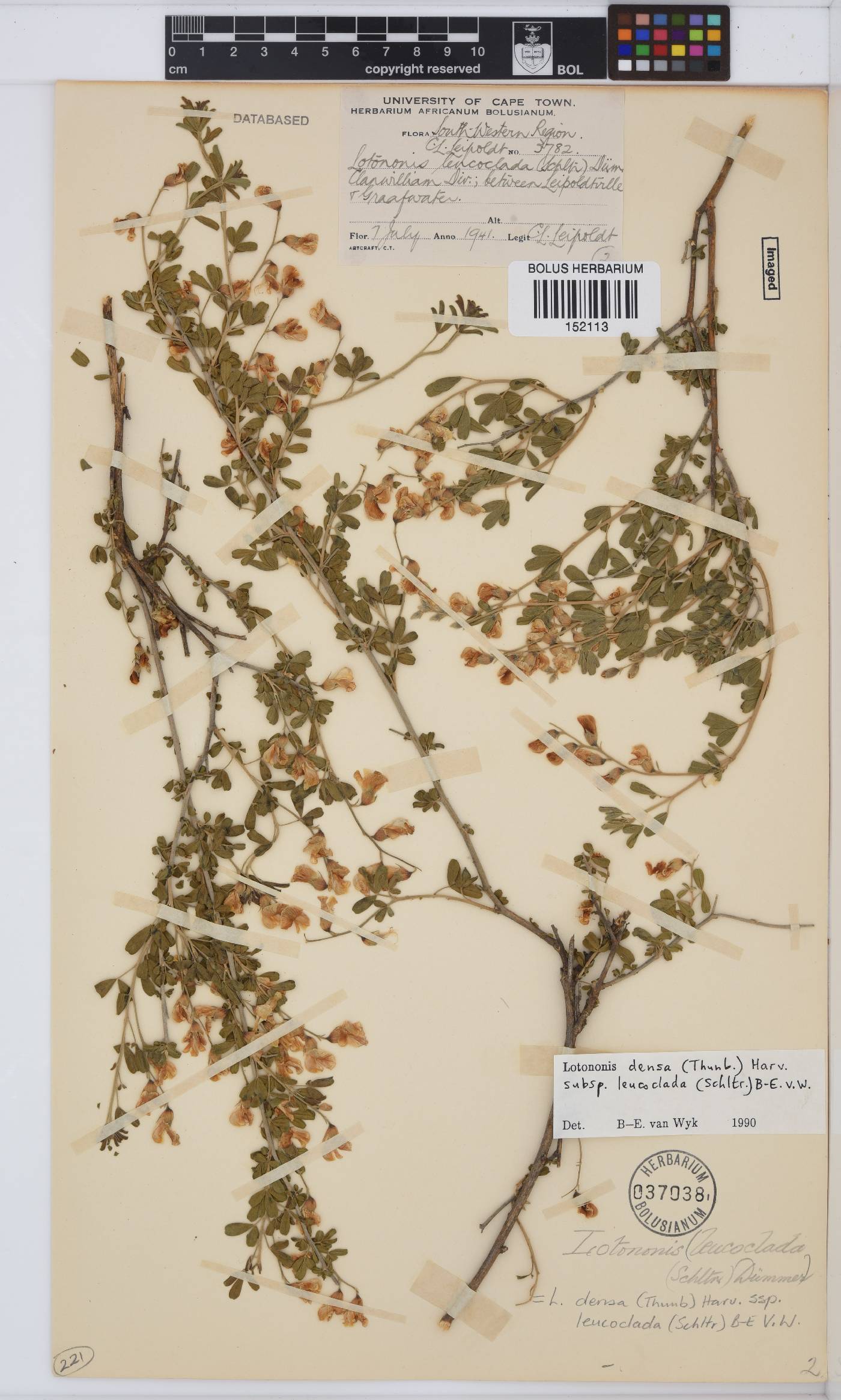 Lotononis densa subsp. leucoclada image