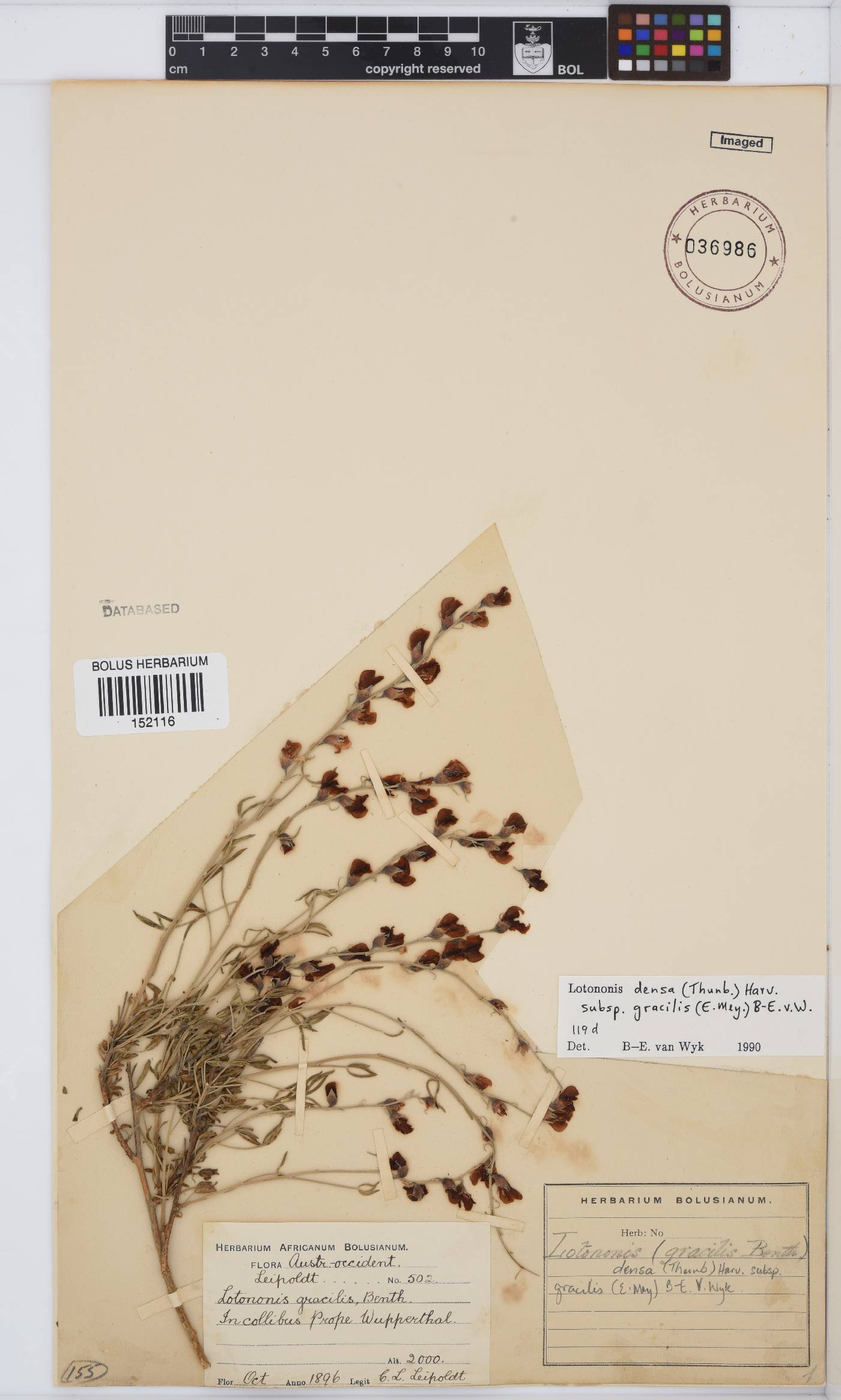 Lotononis densa subsp. gracilis image