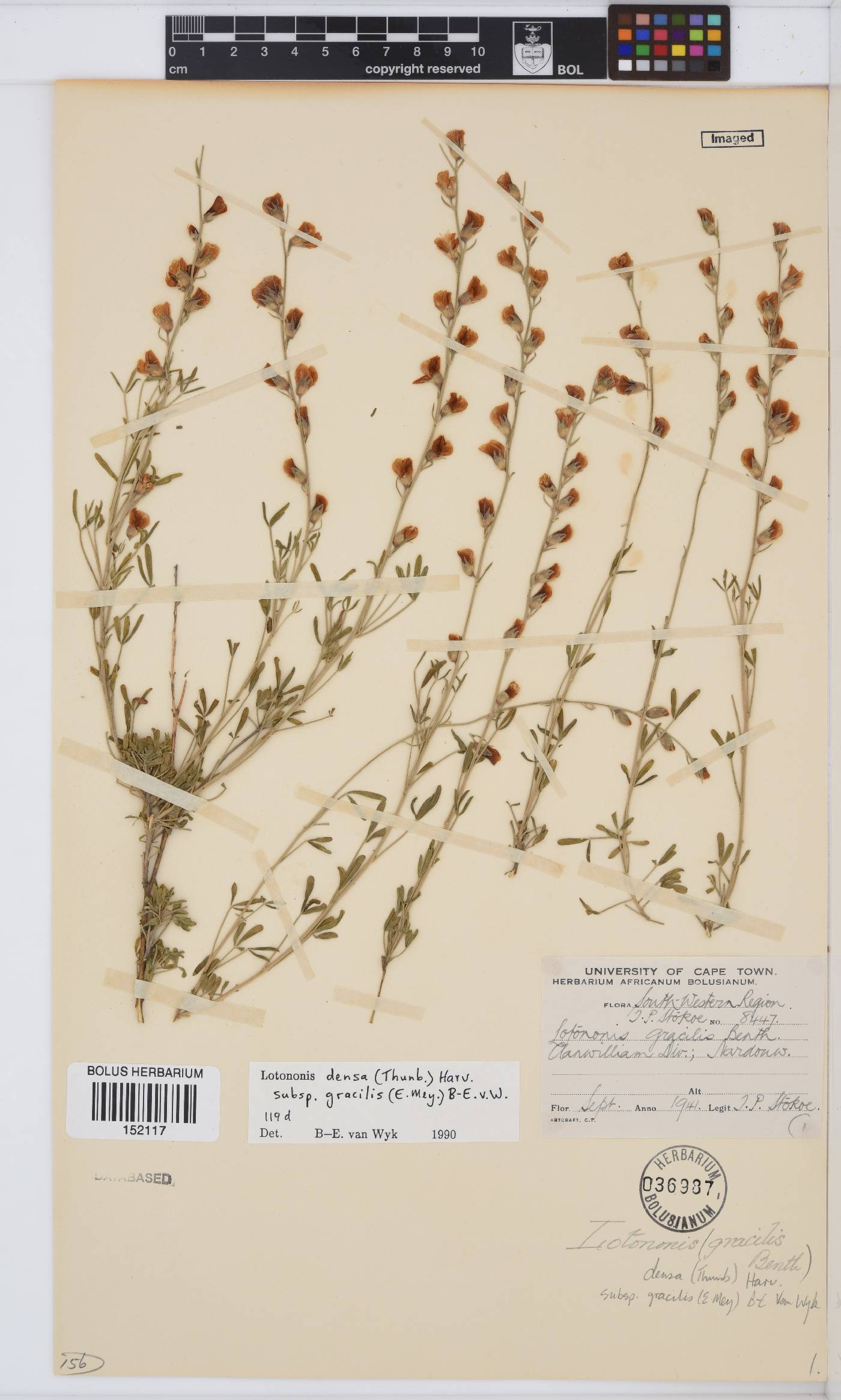 Lotononis densa subsp. gracilis image