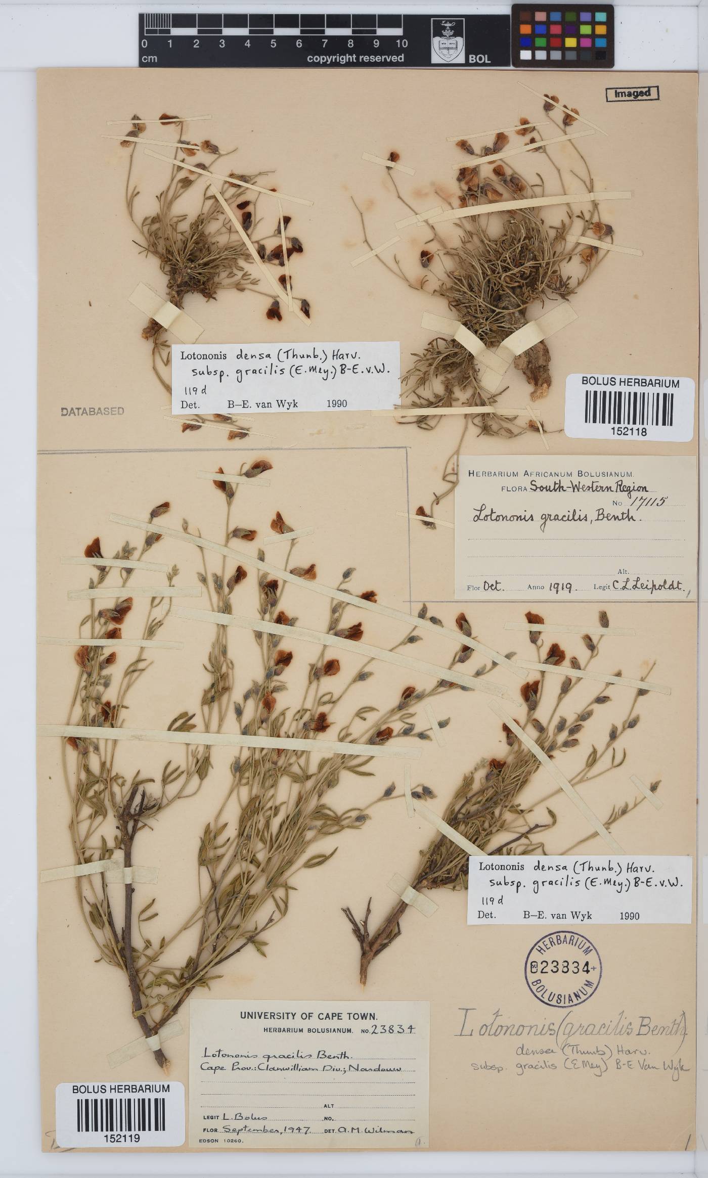 Lotononis densa subsp. gracilis image