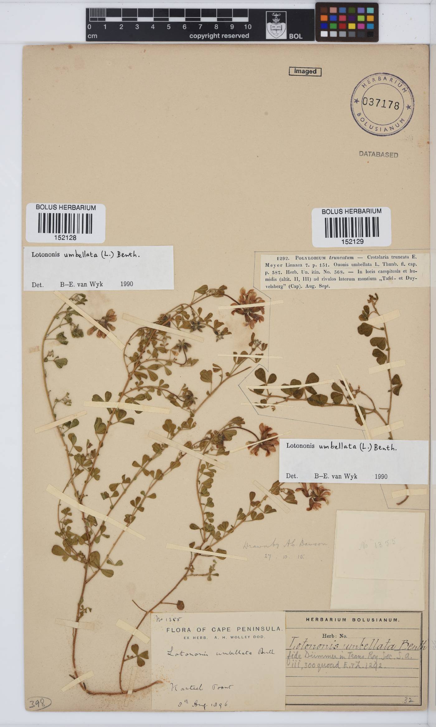 Lotononis umbellata image