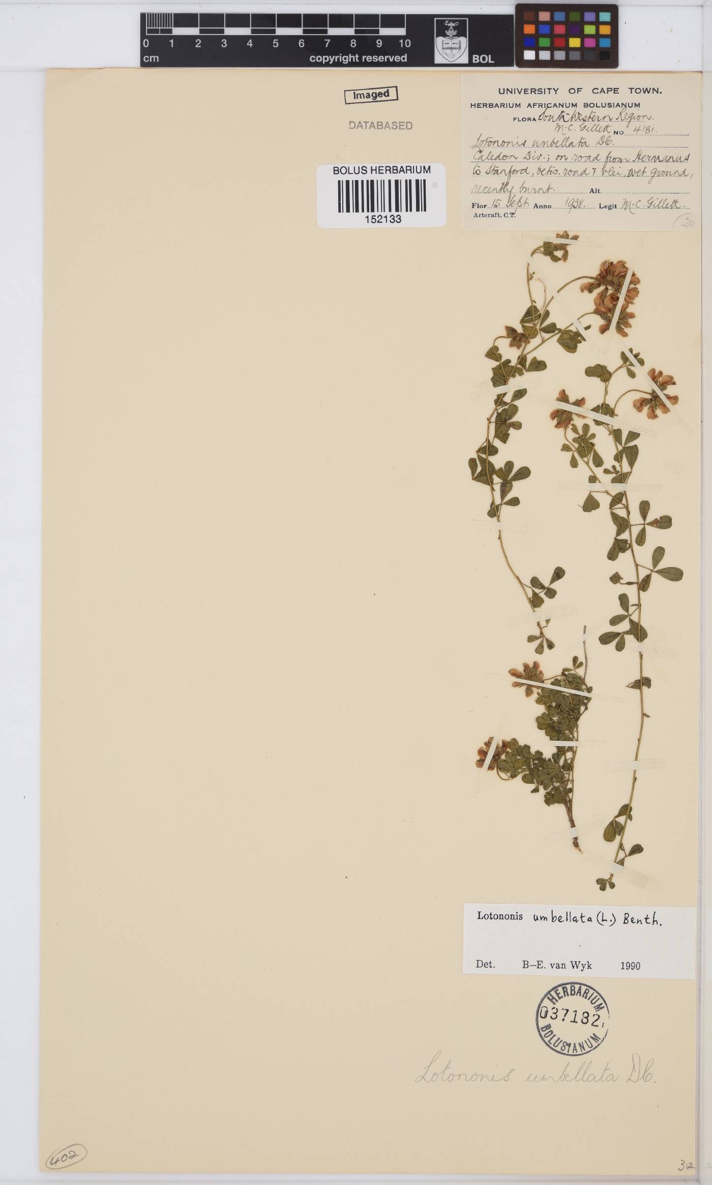 Lotononis umbellata image
