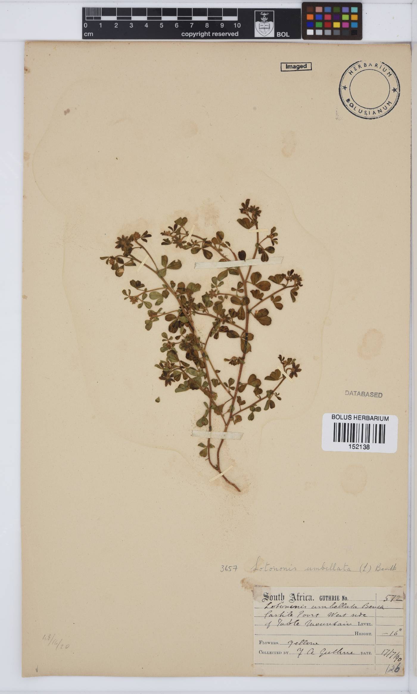 Lotononis umbellata image