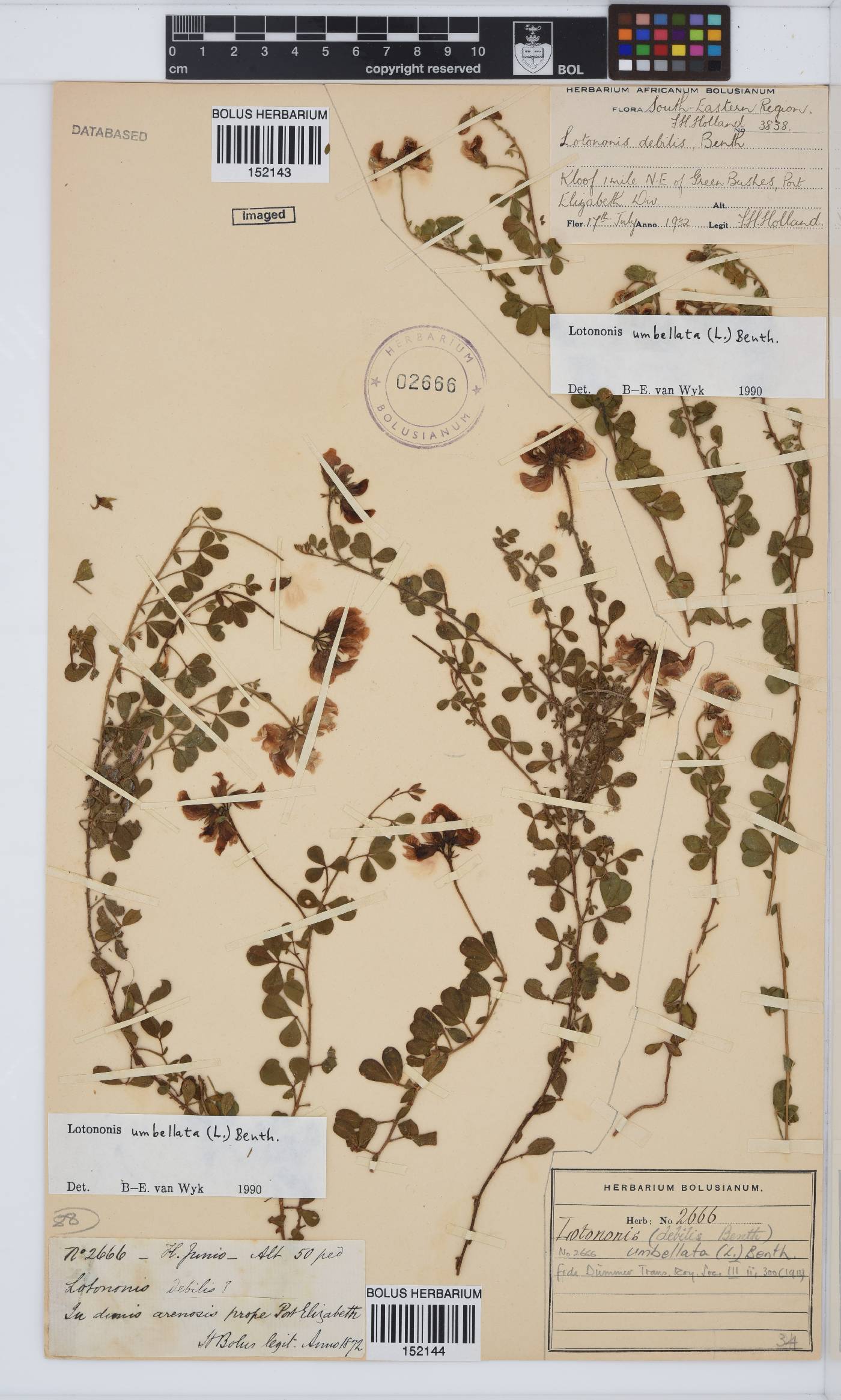 Lotononis umbellata image