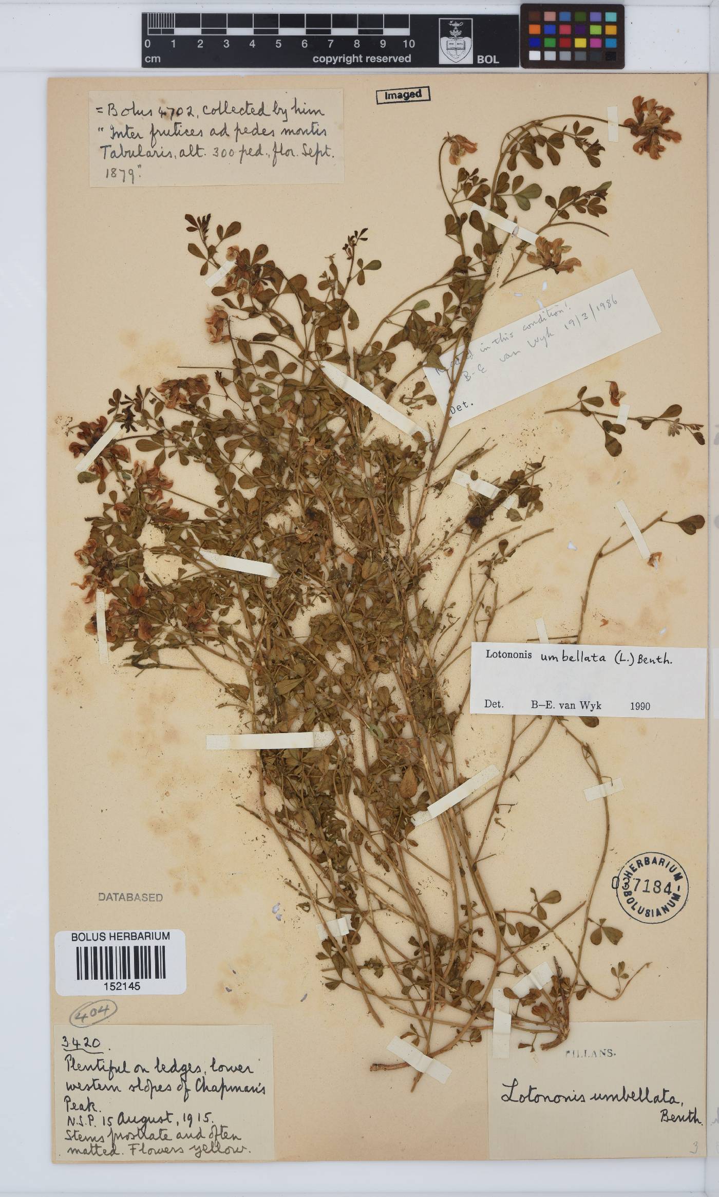 Lotononis umbellata image