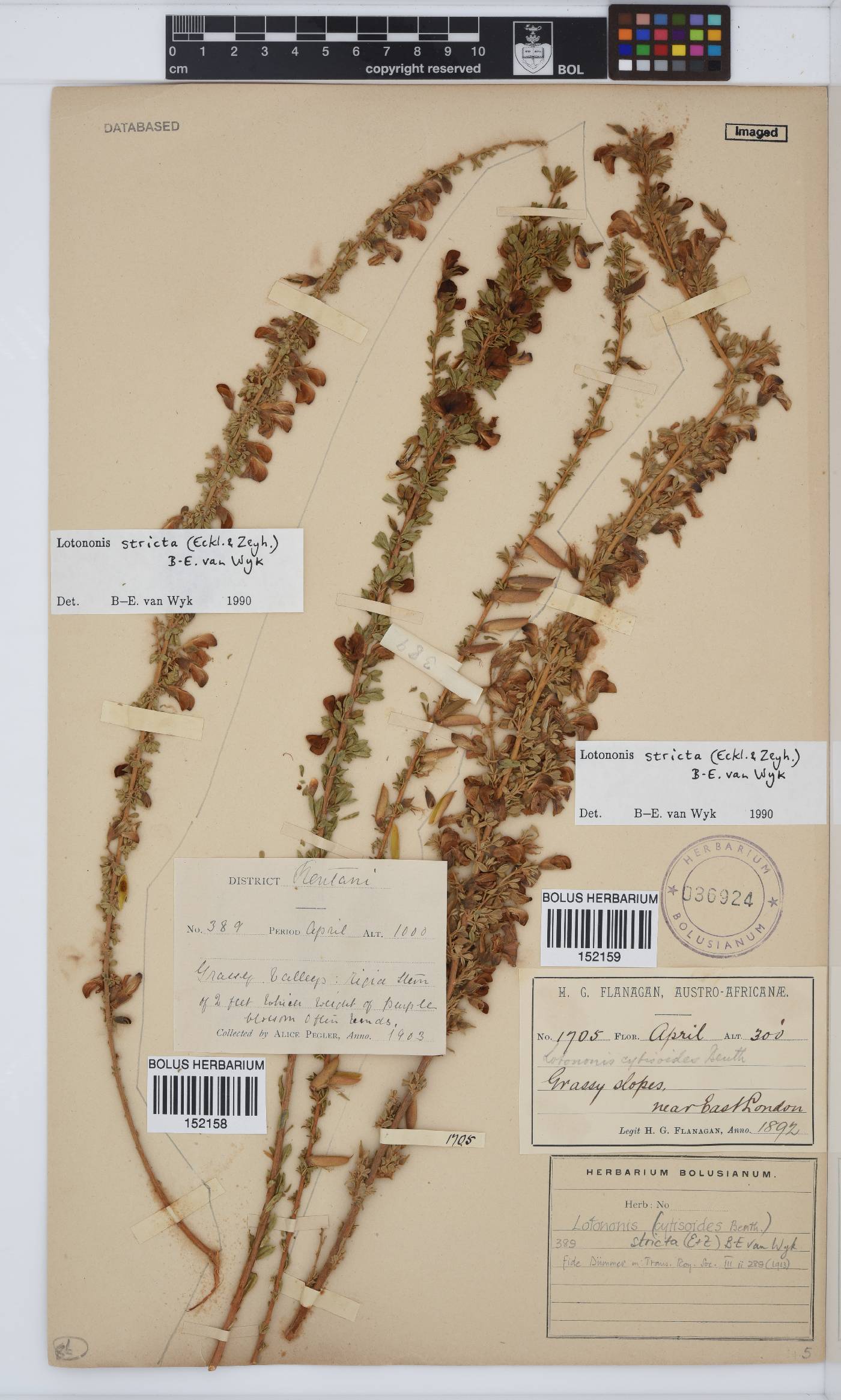 Lotononis stricta image