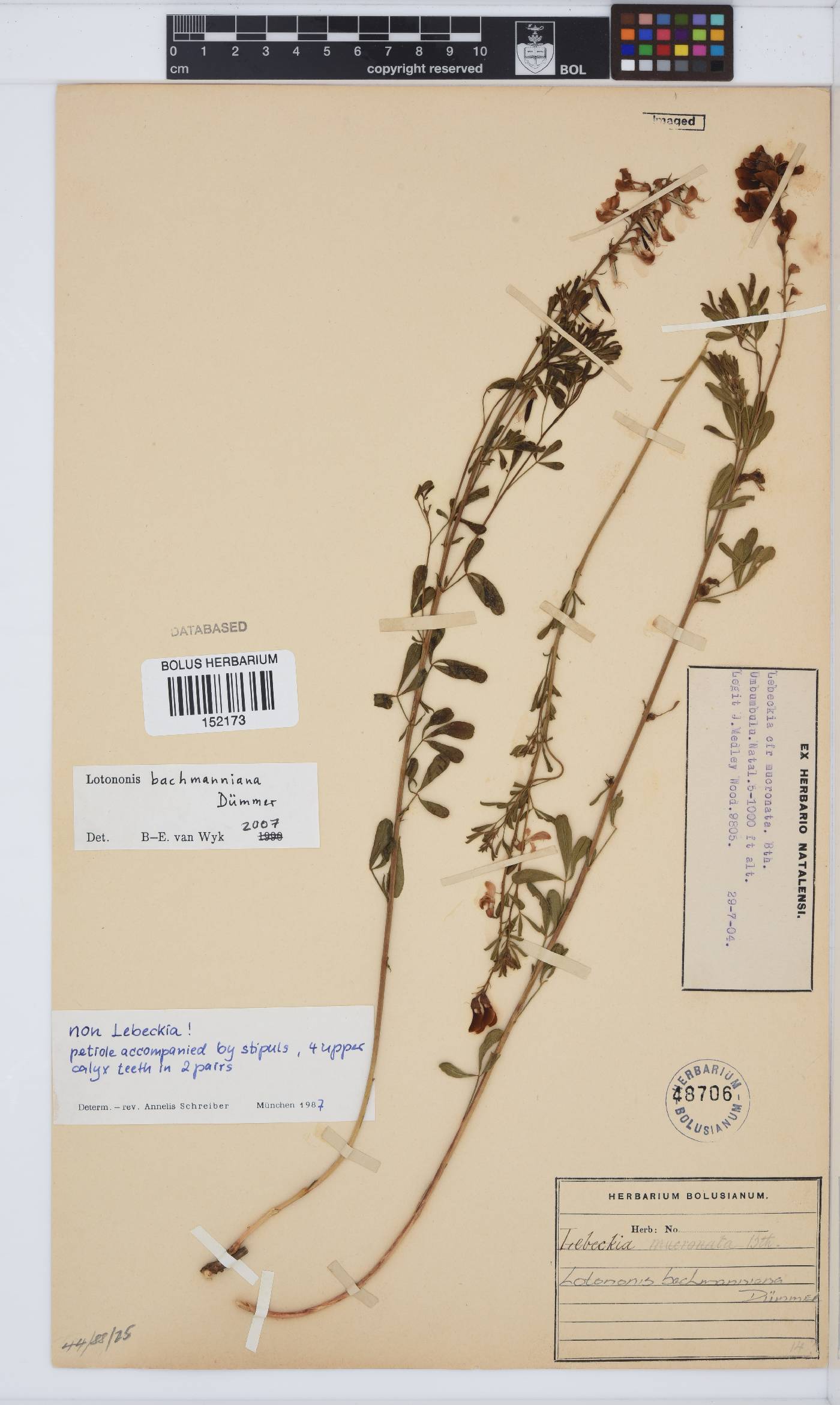 Lotononis bachmanniana image