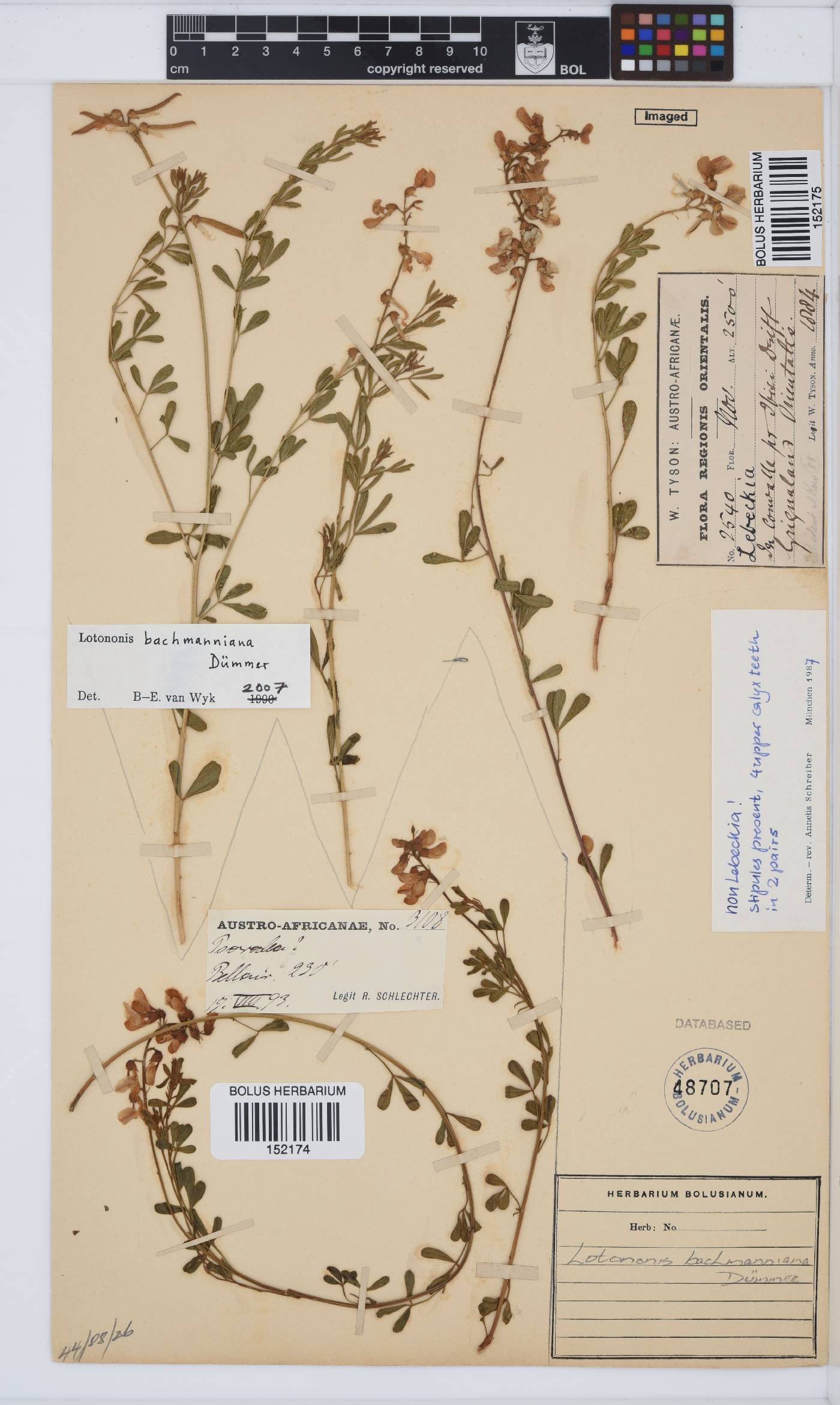 Lotononis bachmanniana image