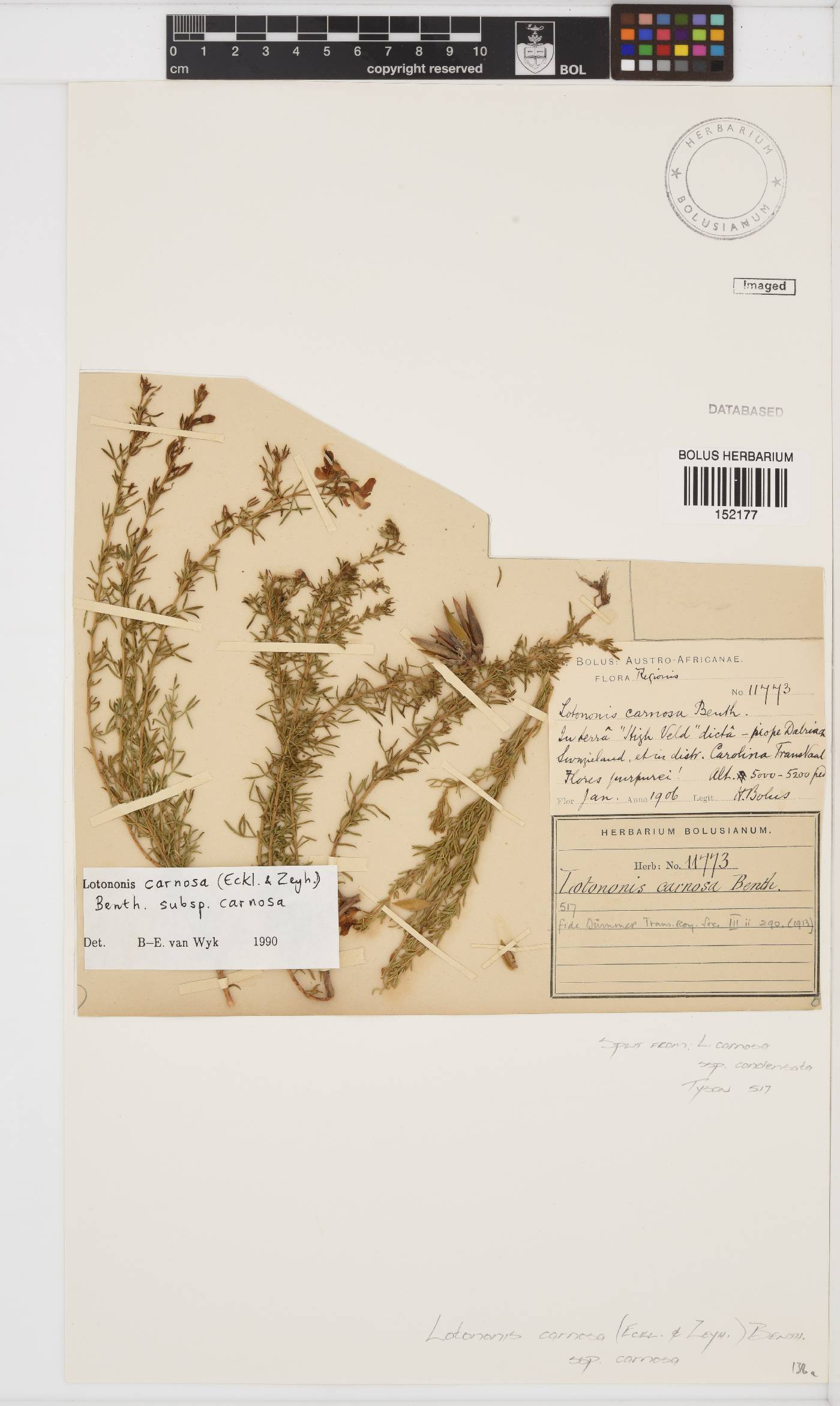 Lotononis carnosa subsp. carnosa image
