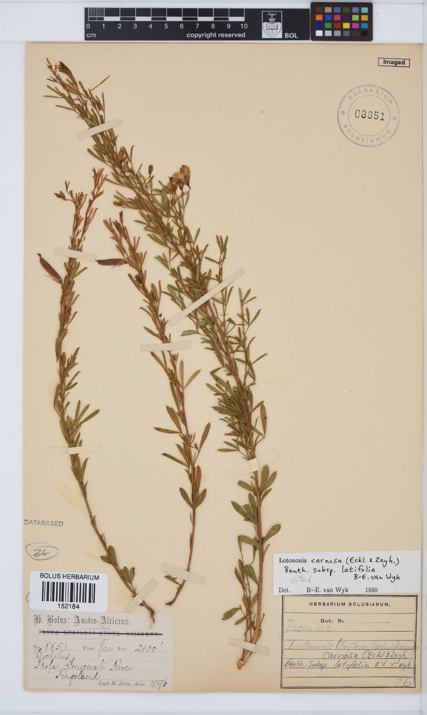 Lotononis carnosa subsp. latifolia image