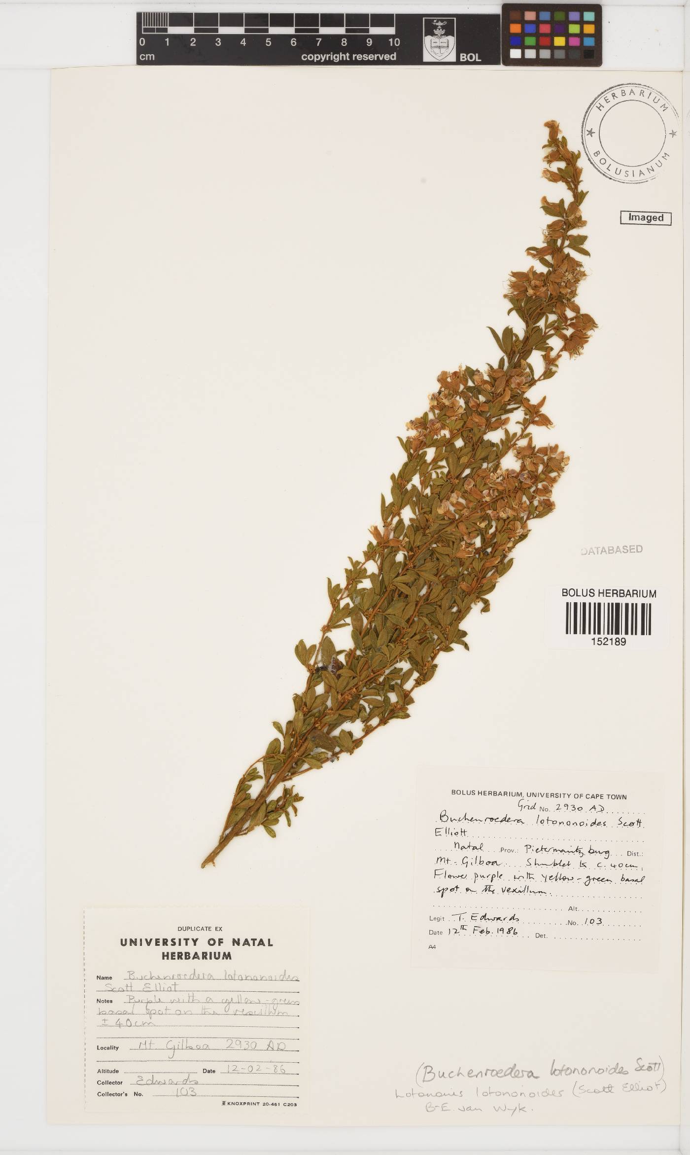 Lotononis lotononoides image