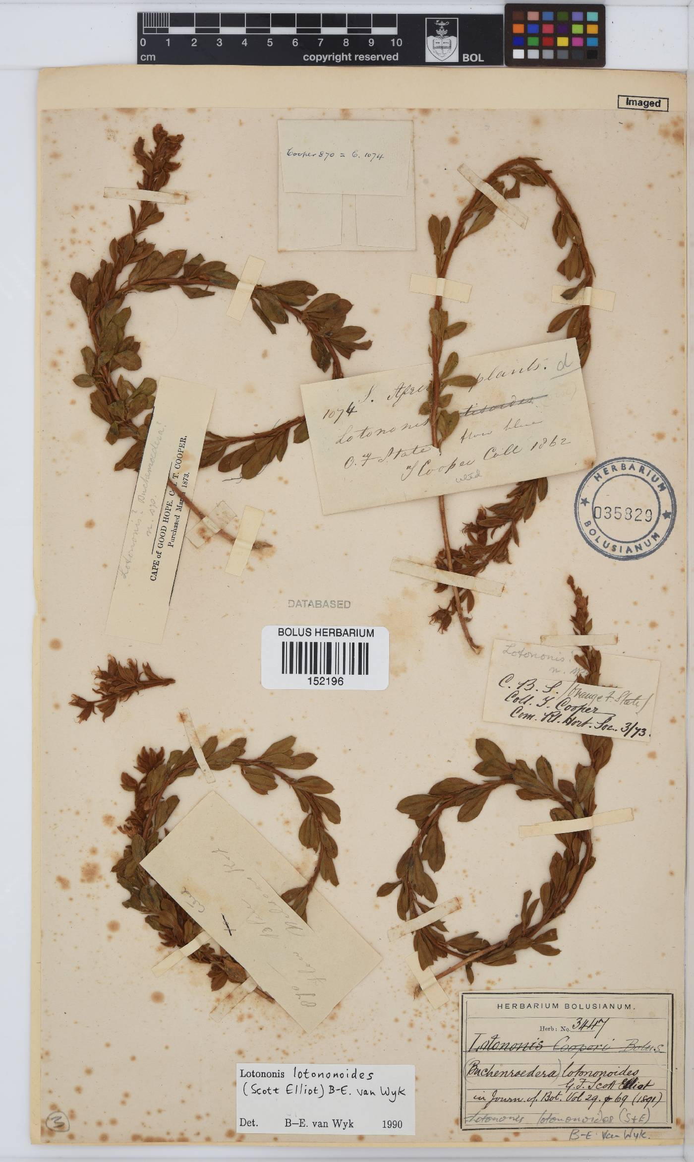 Lotononis lotononoides image