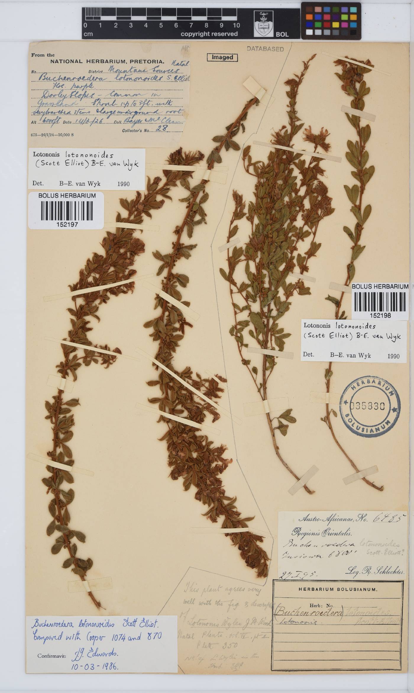 Lotononis lotononoides image