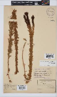 Lotononis viminea image