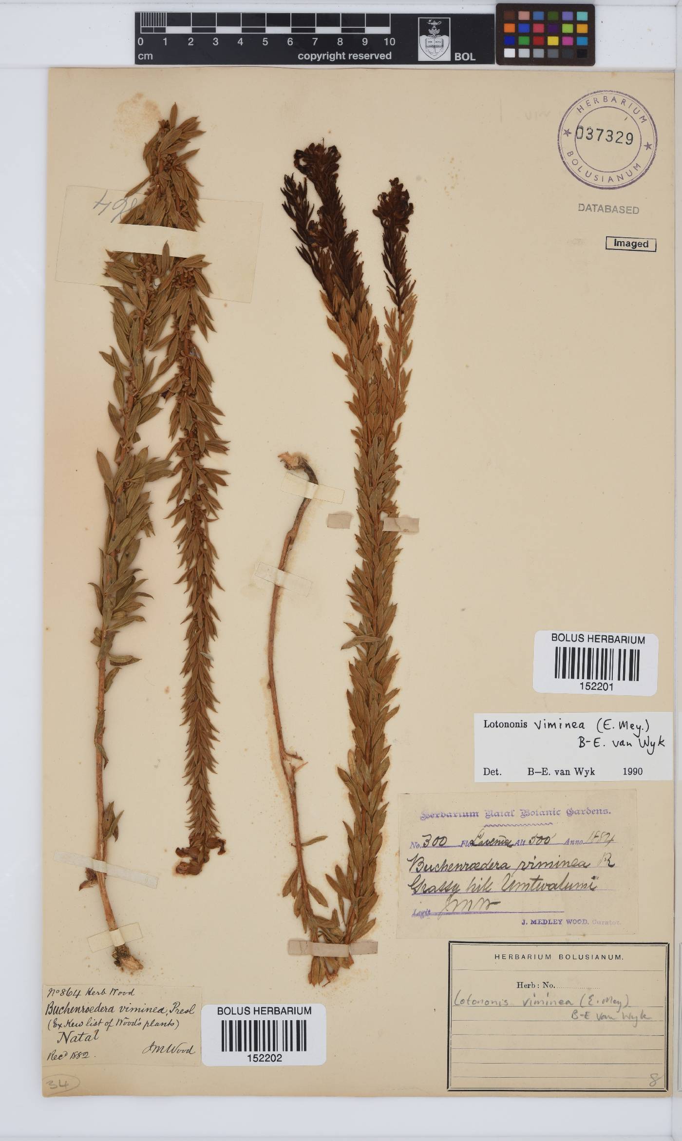 Lotononis viminea image