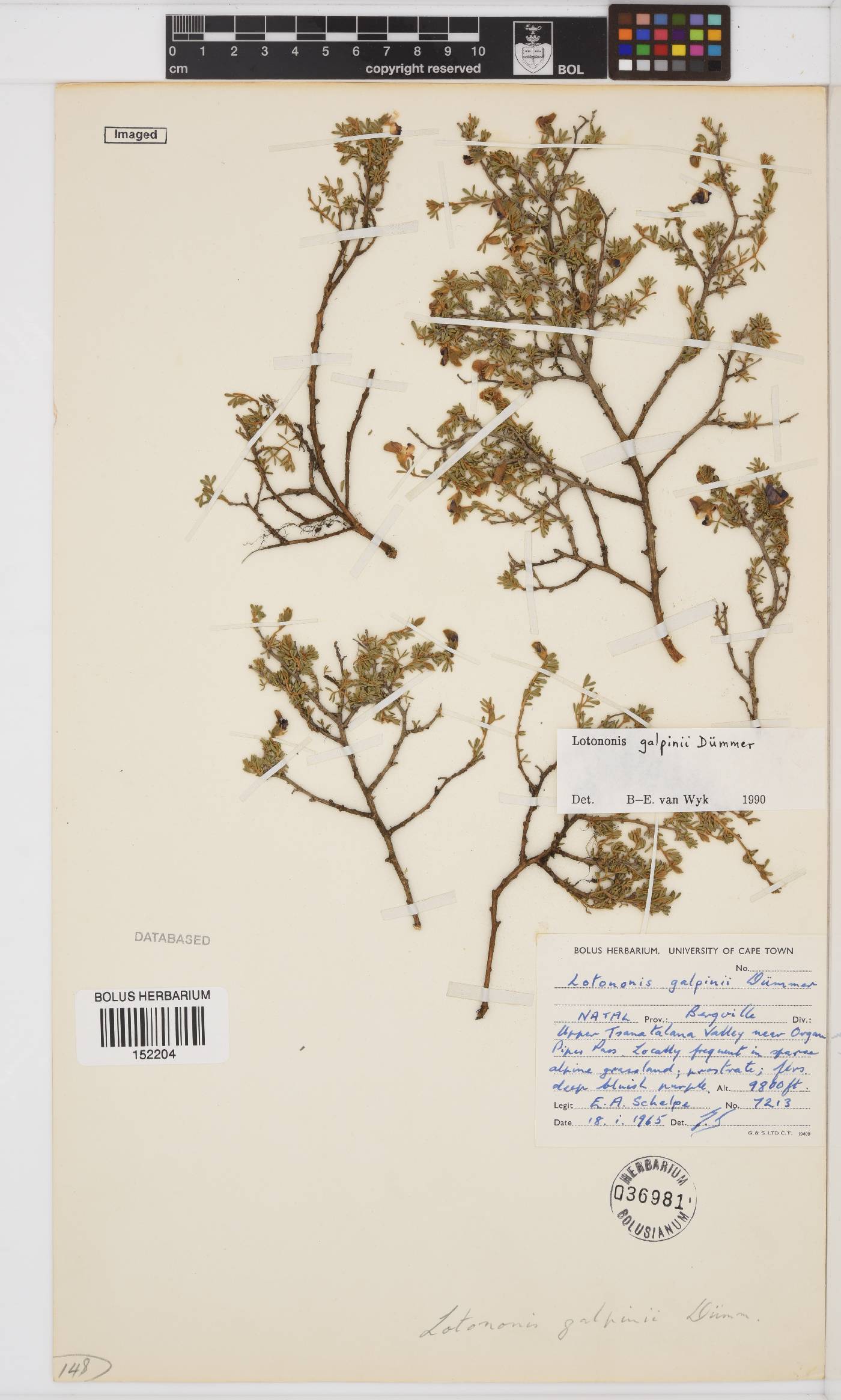 Lotononis galpinii image