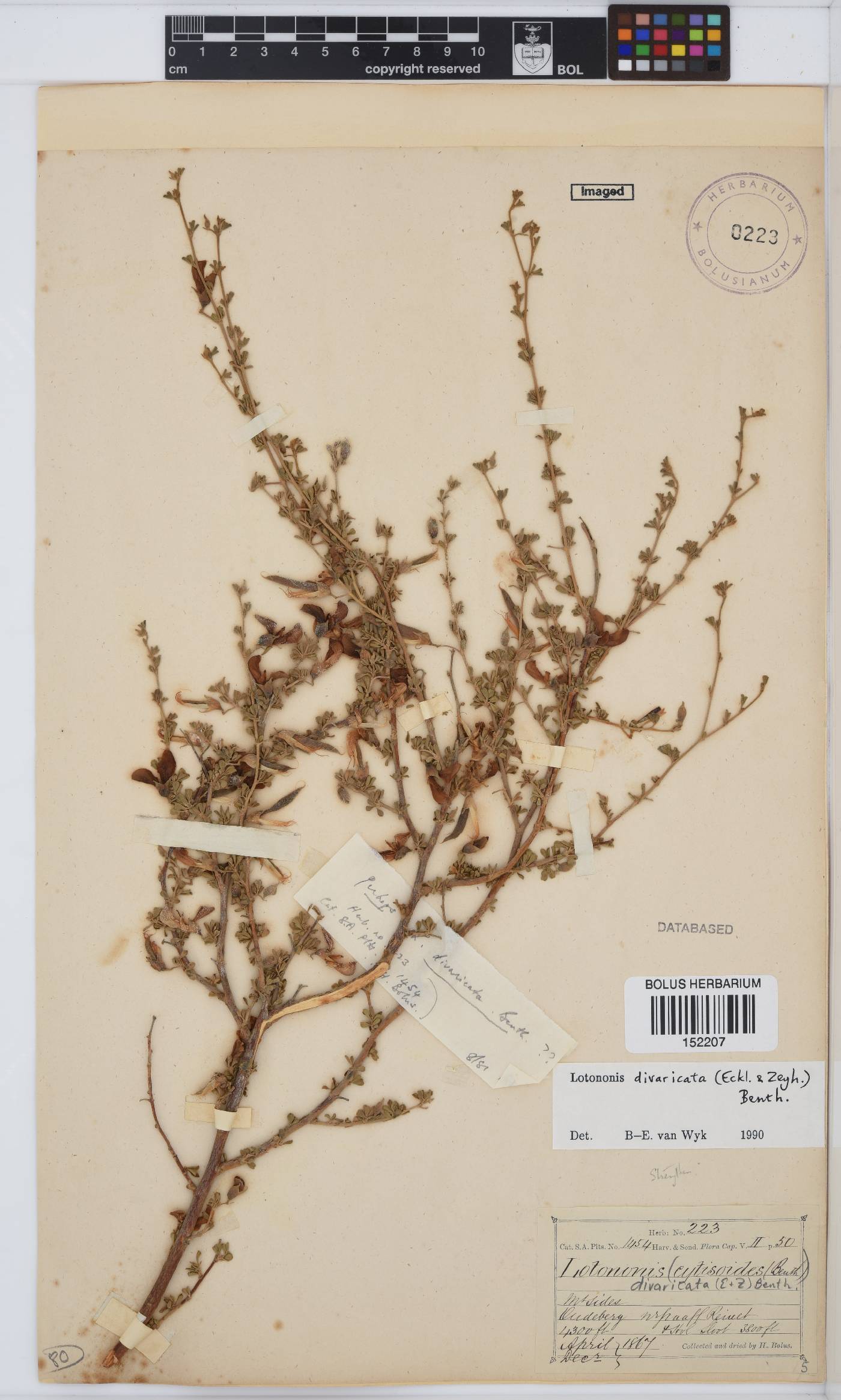 Lotononis divaricata image