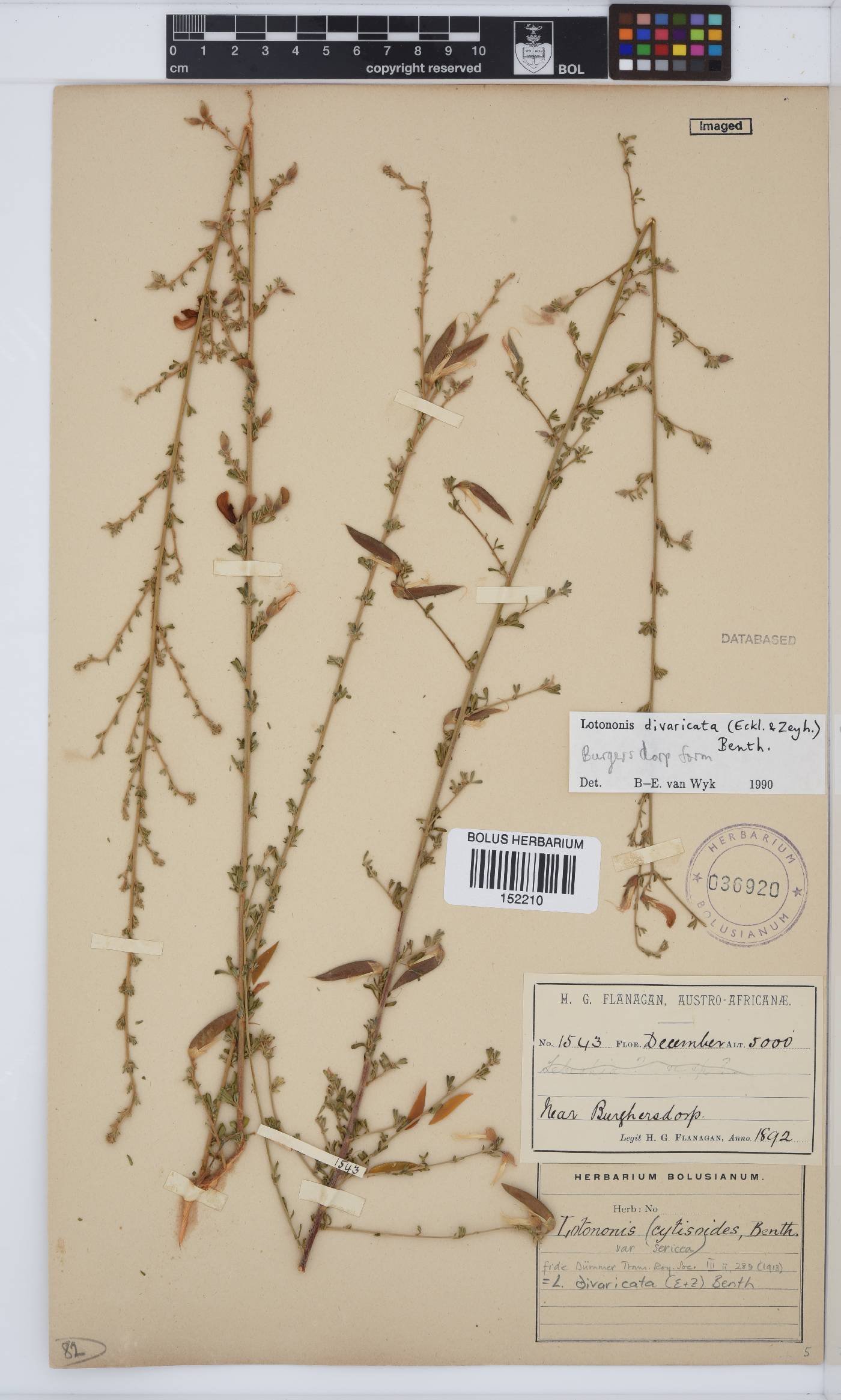 Lotononis divaricata image