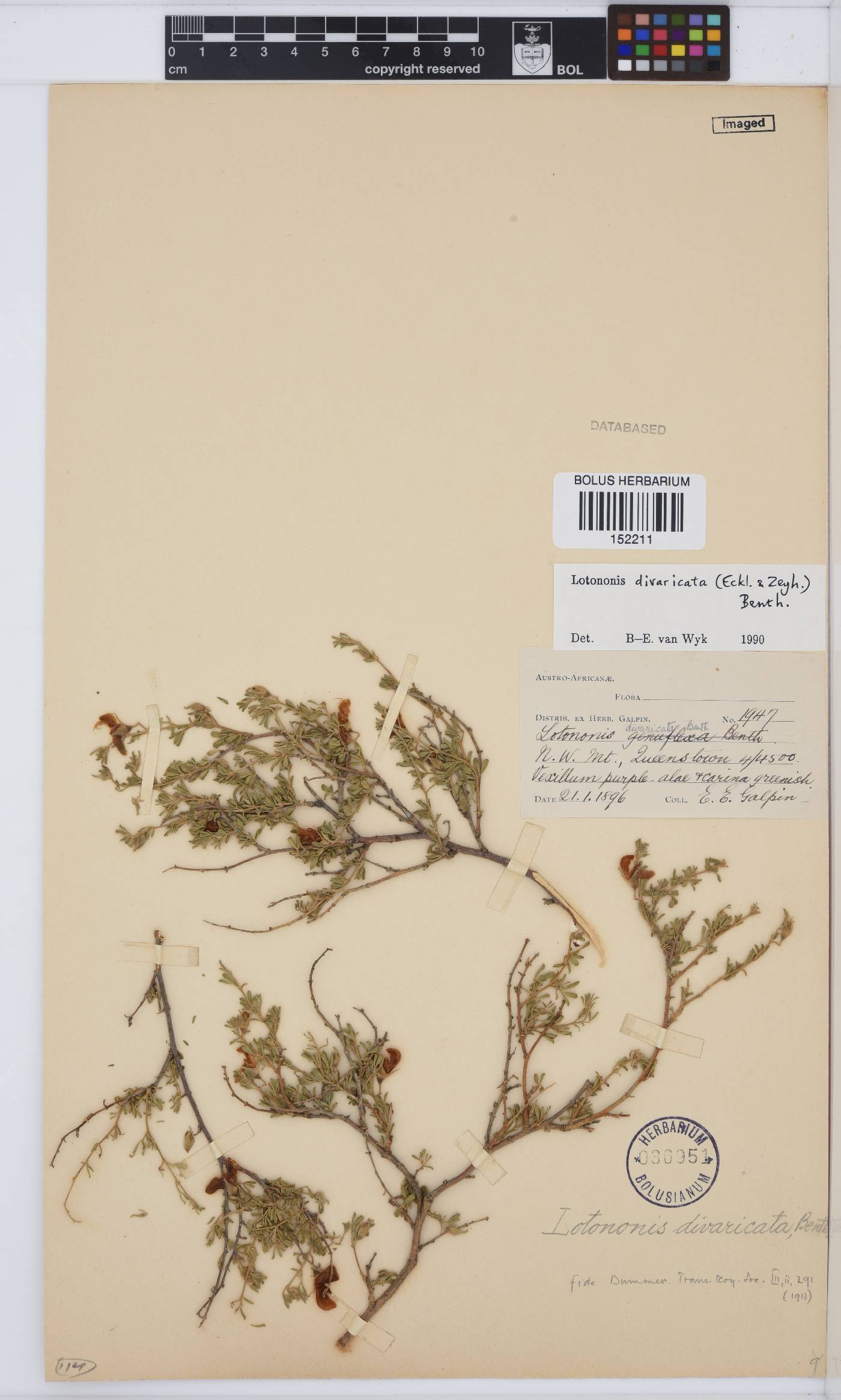 Lotononis divaricata image
